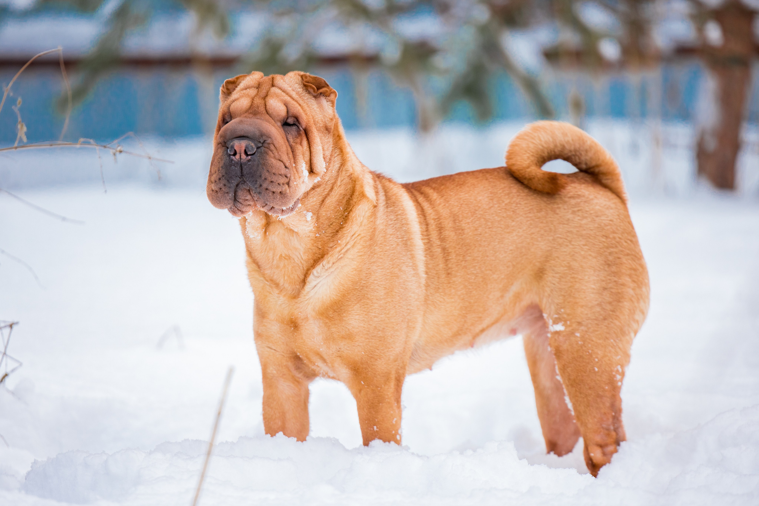 В гостях у шарпеев 16.01.2024. Фотограф-анималист Юлия Германика