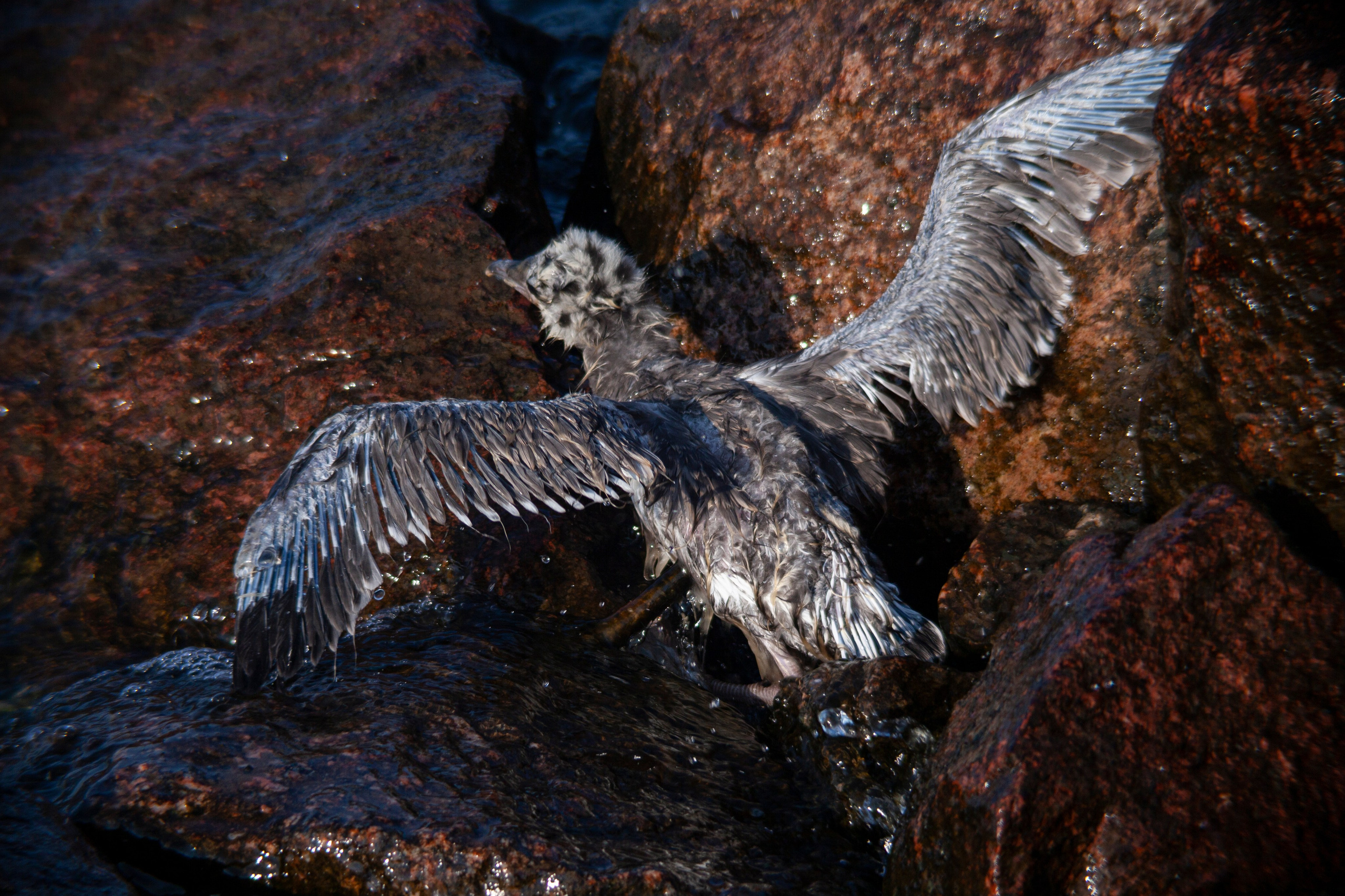 Птичий базар на заливе. Фотограф Адигамова Юлия в Петербурге
