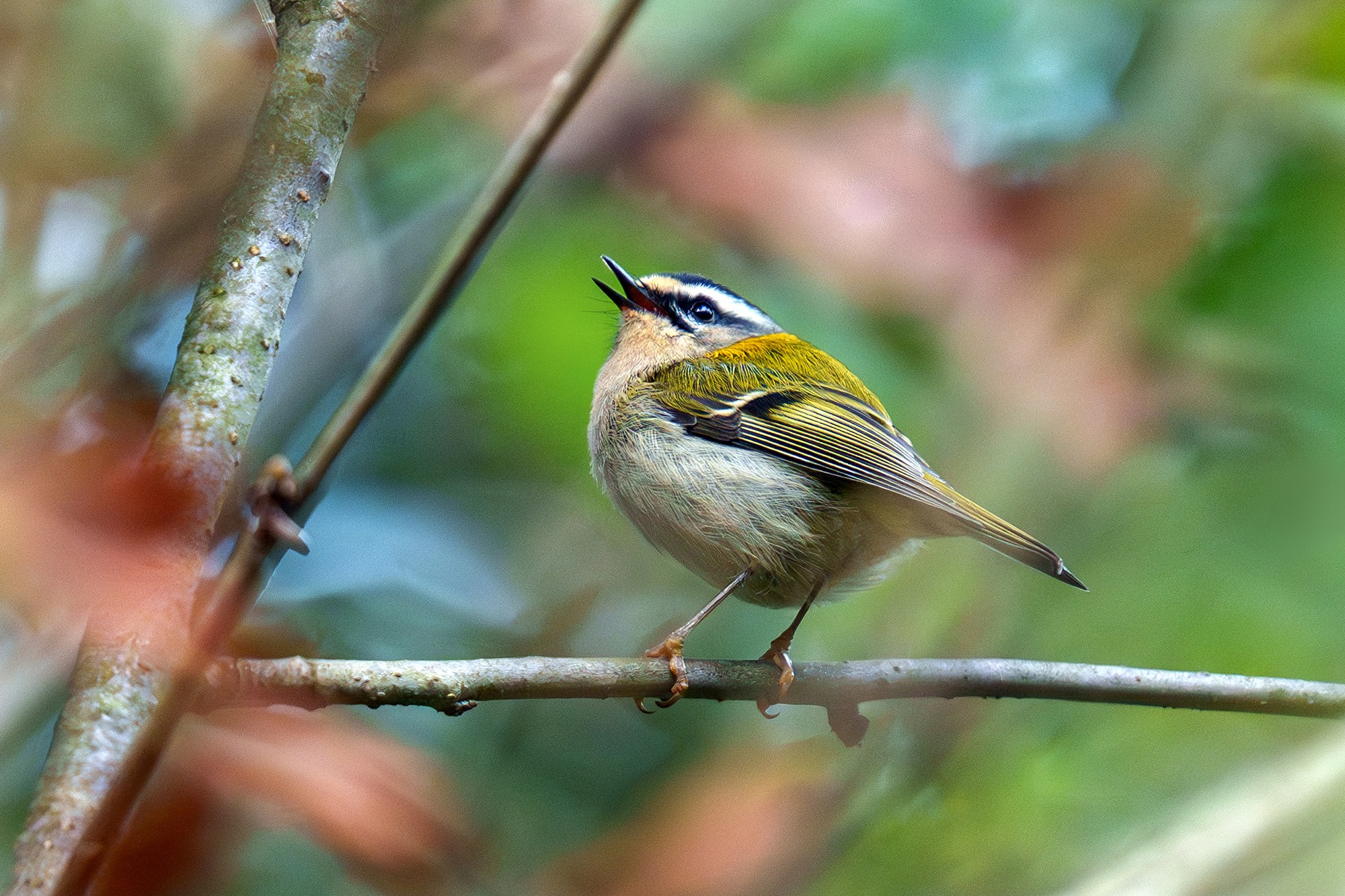 Удивительные мир птиц. Вокруг нас столько прекрасного — присмотритесь!. Ваш личный фотограф Марина Волкова