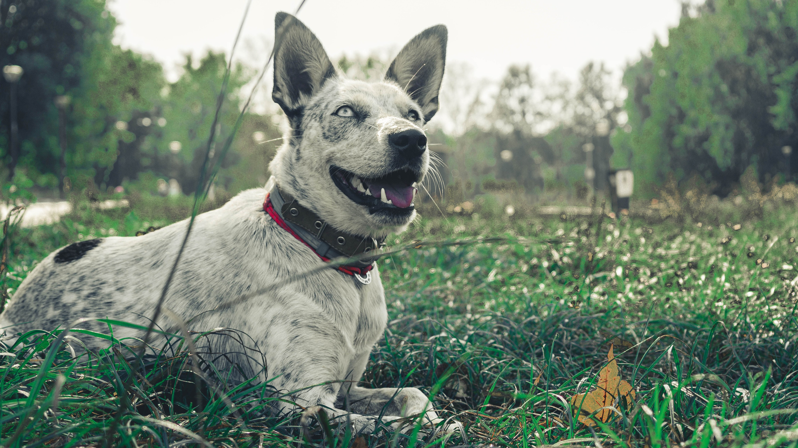 Цунами. Профессиональный фотограф