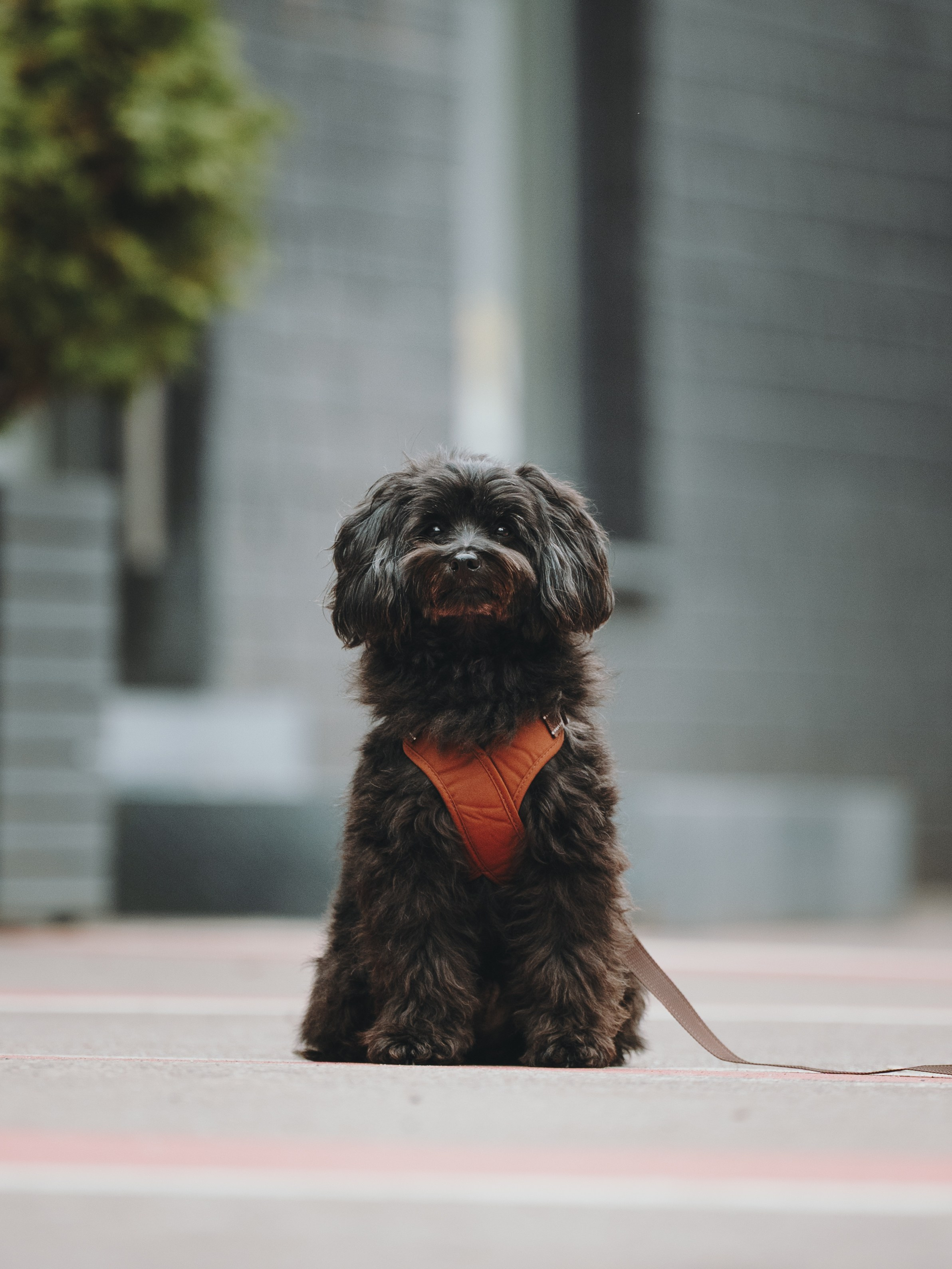 Pawsitive. Семейный фотограф анималист Ананьева Мария — Москва