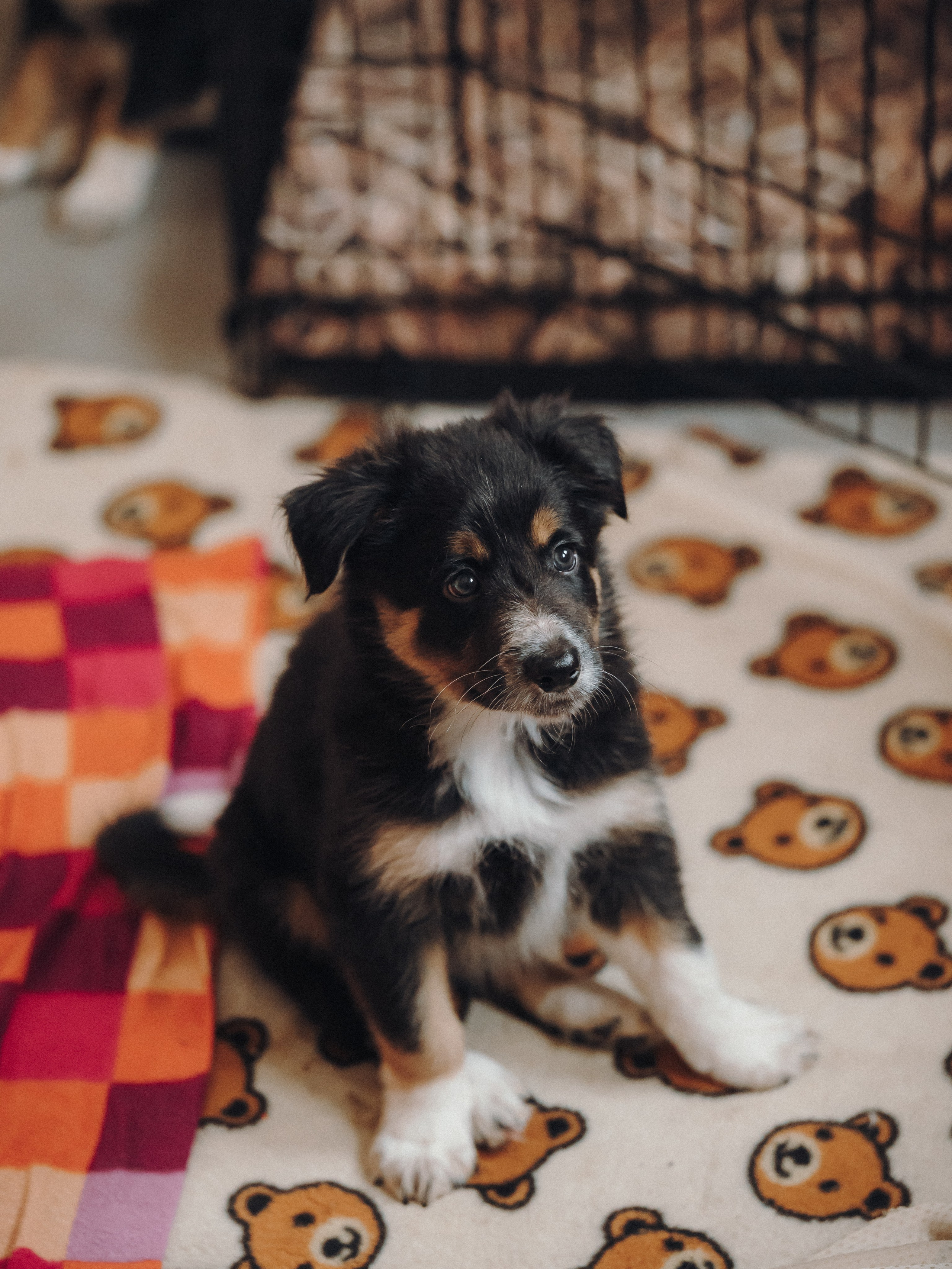 Бордер колли. Семейный фотограф анималист Ананьева Мария — Москва