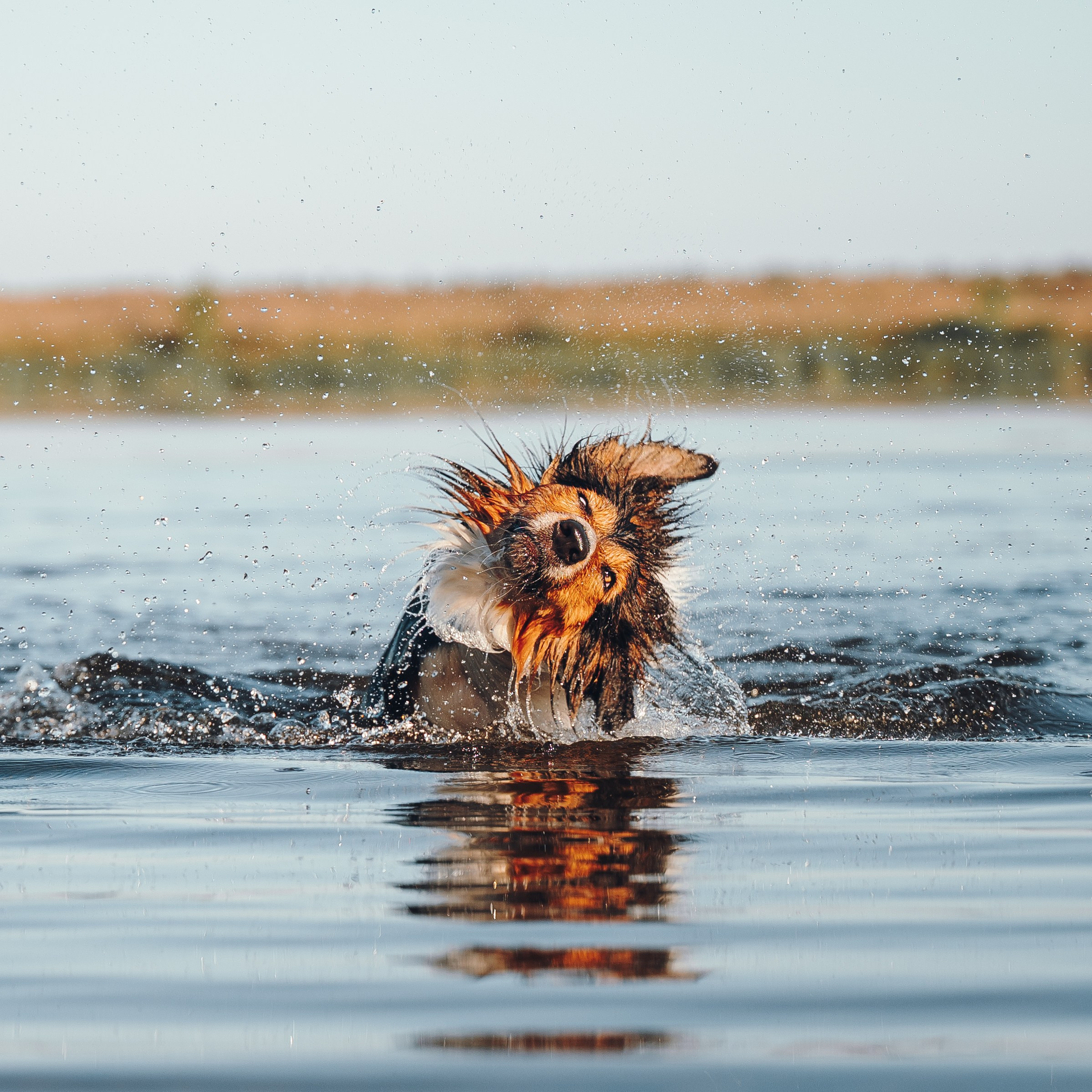 Саша, Флик и Эсприт. Семейный фотограф анималист Ананьева Мария — Москва