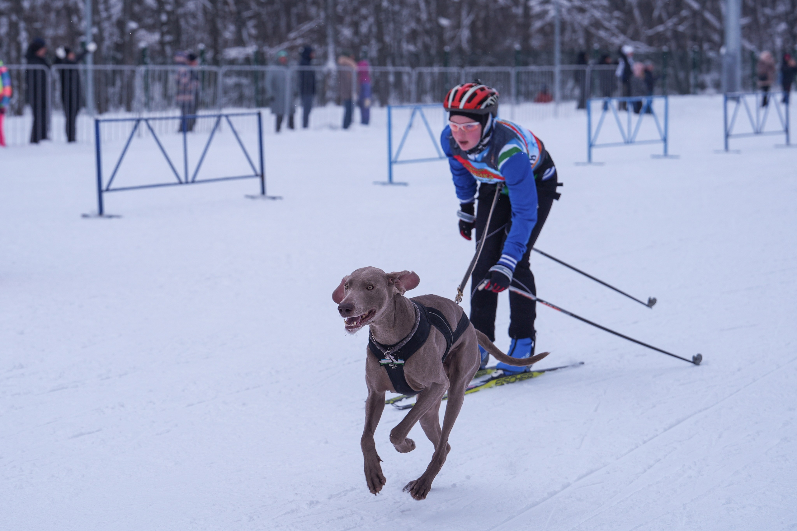 Рождественские гонки на собаках. Т/б «Чайка». Семейный фотограф Владимир Просвиркин. г. Самара