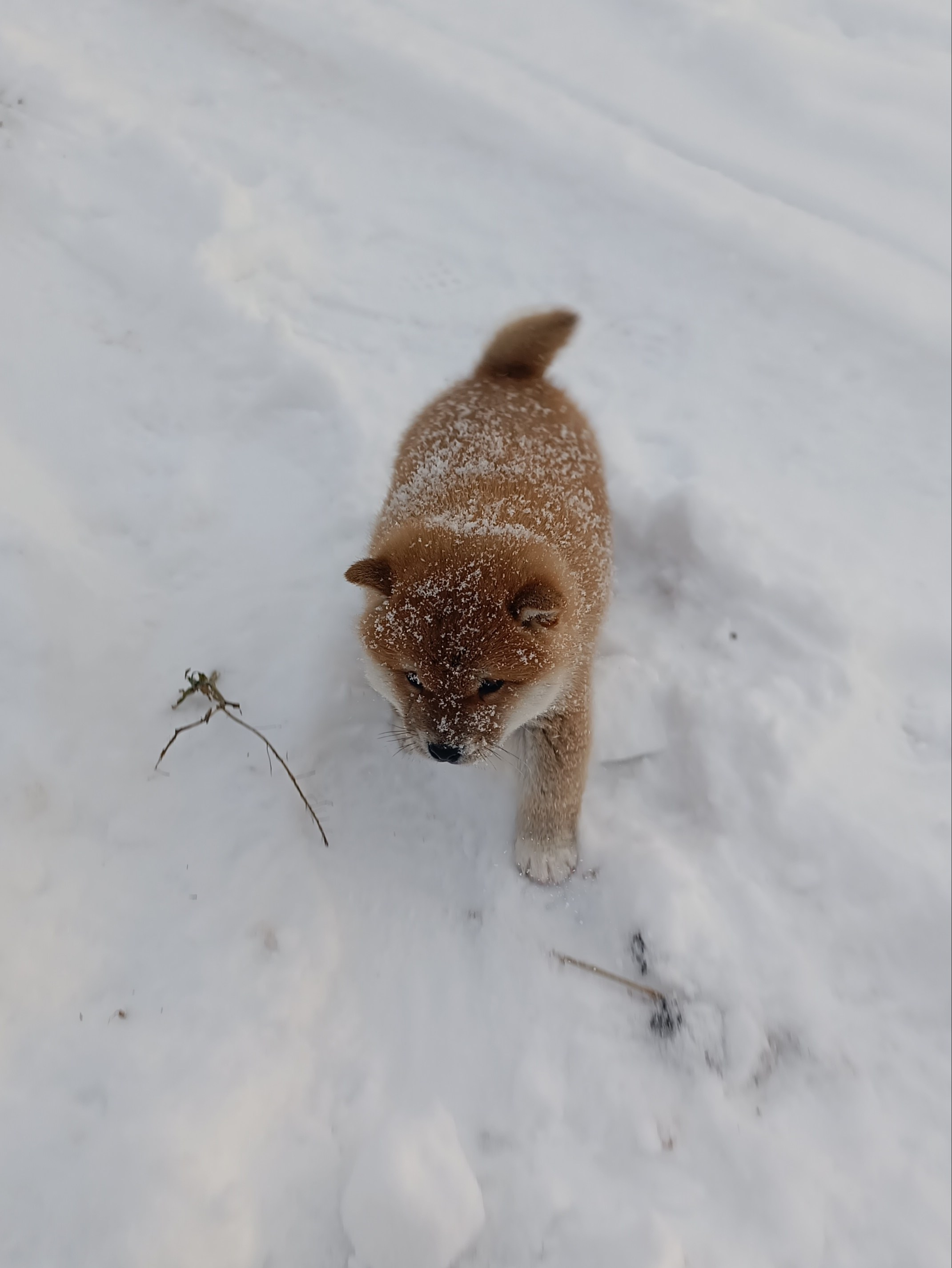 сиба питомник Рубилайт щенки на продажу rubylight  сиба щенки купить СПб Санкт-Петербург 