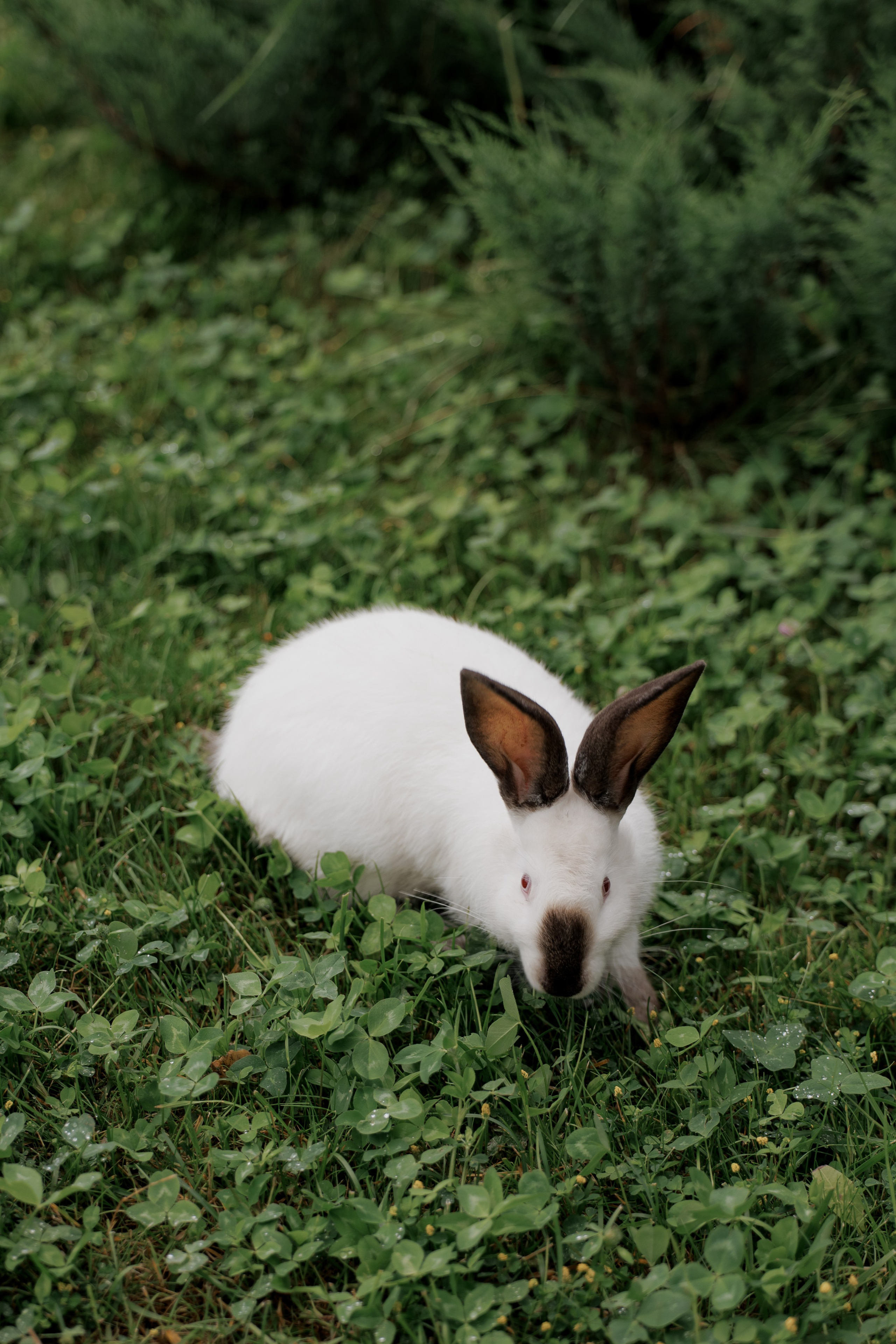 Мария и Никита. Свадебный фотограф в Самаре Катерина Мостовая