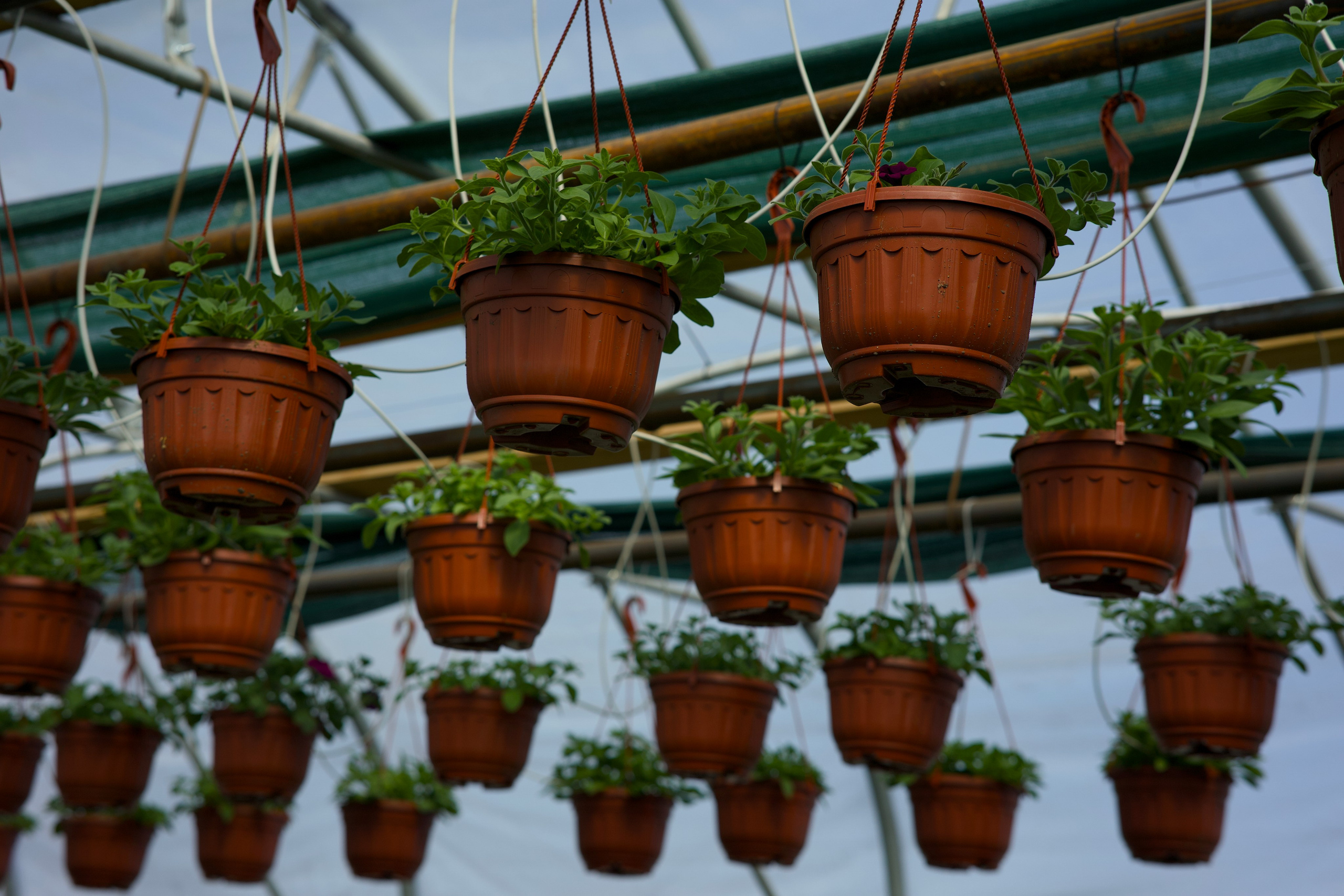Съёмка для питомника растений «Лаки» под Екатеринбургом. Фотограф в Екатеринбурге: венчания, крещения, репортаж. Видео и трансляции. Официальный фотограф Екатеринбургской епархии