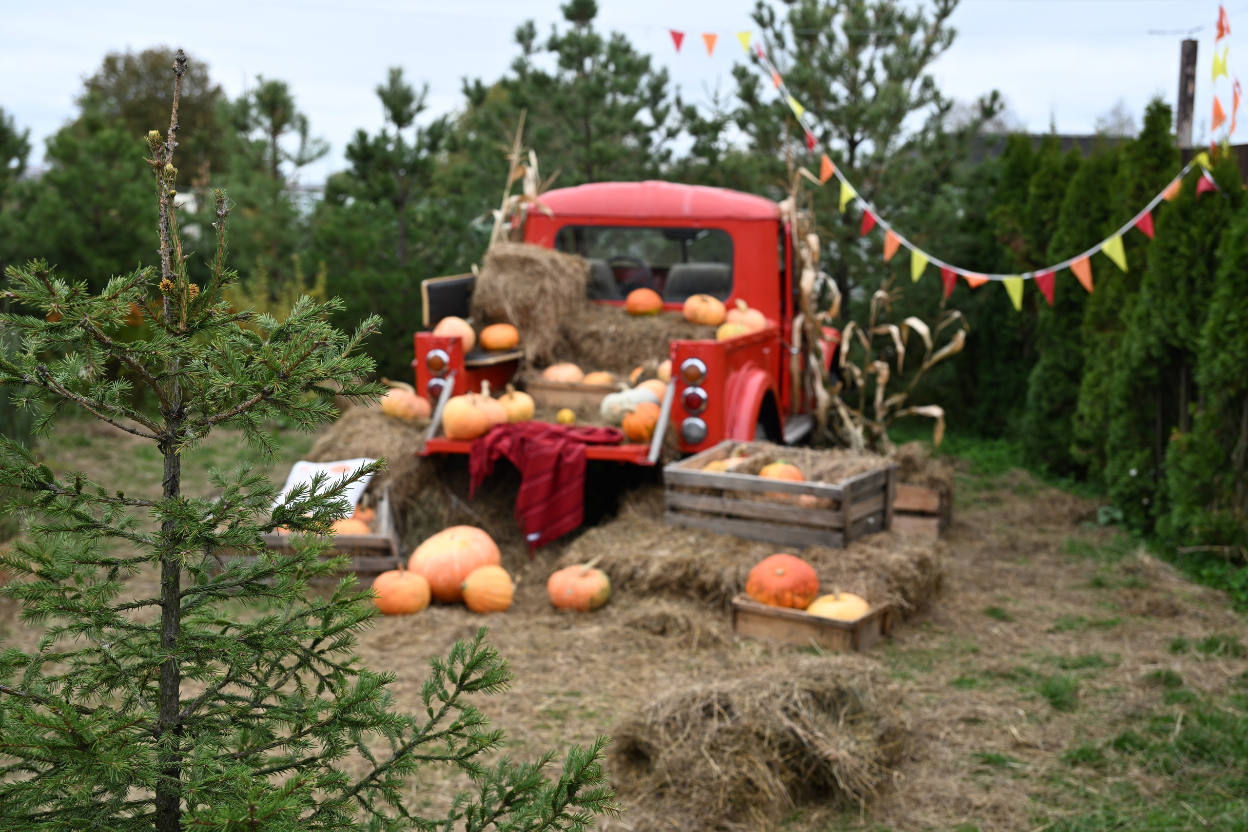 РЕГИНА ОСЕНЬ. Фотограф в Санкт-Петербурге Сафронов Николай