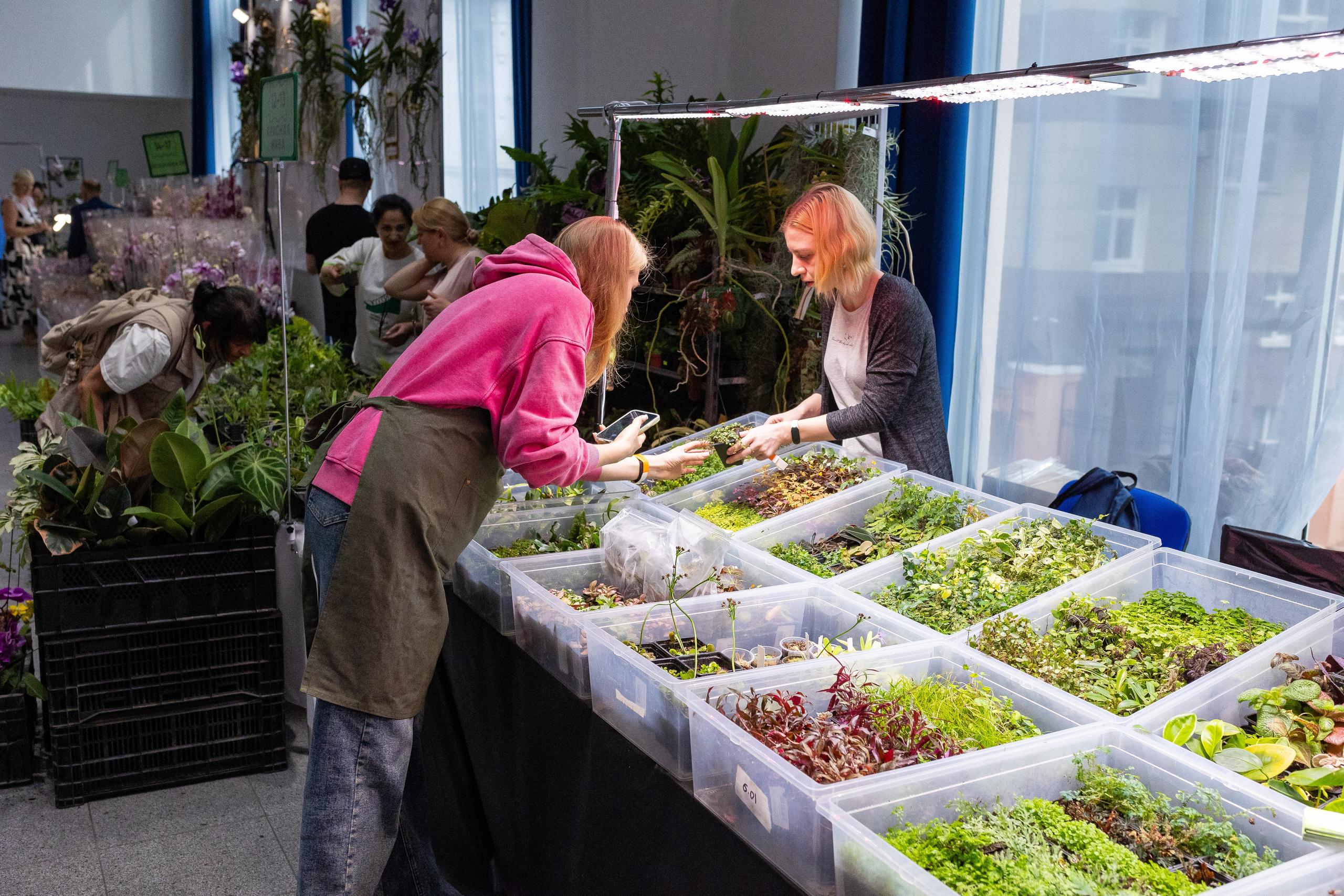 Орхидиум май 2025. Александра Куликова фотограф, Москва