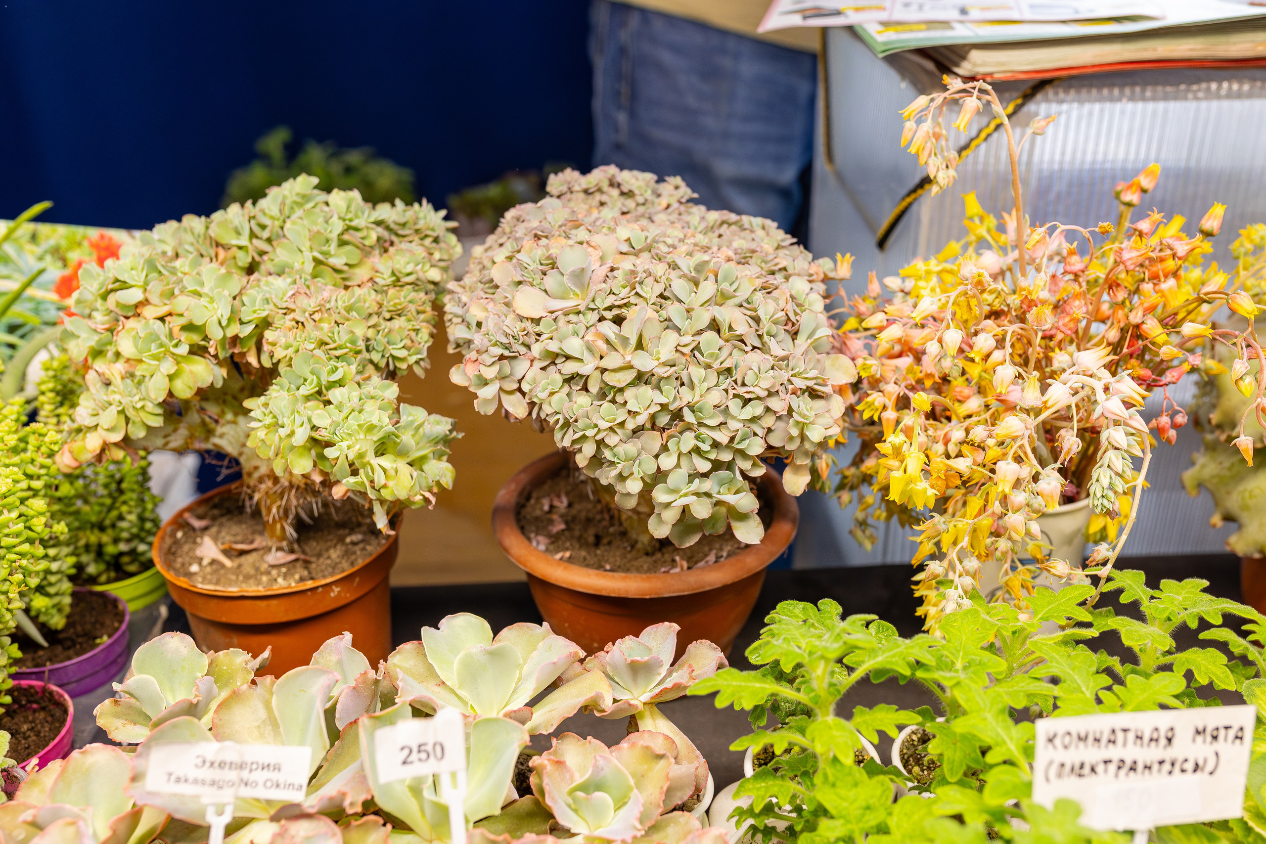 Монстериум апрель 2026. Александра Куликова фотограф, Москва