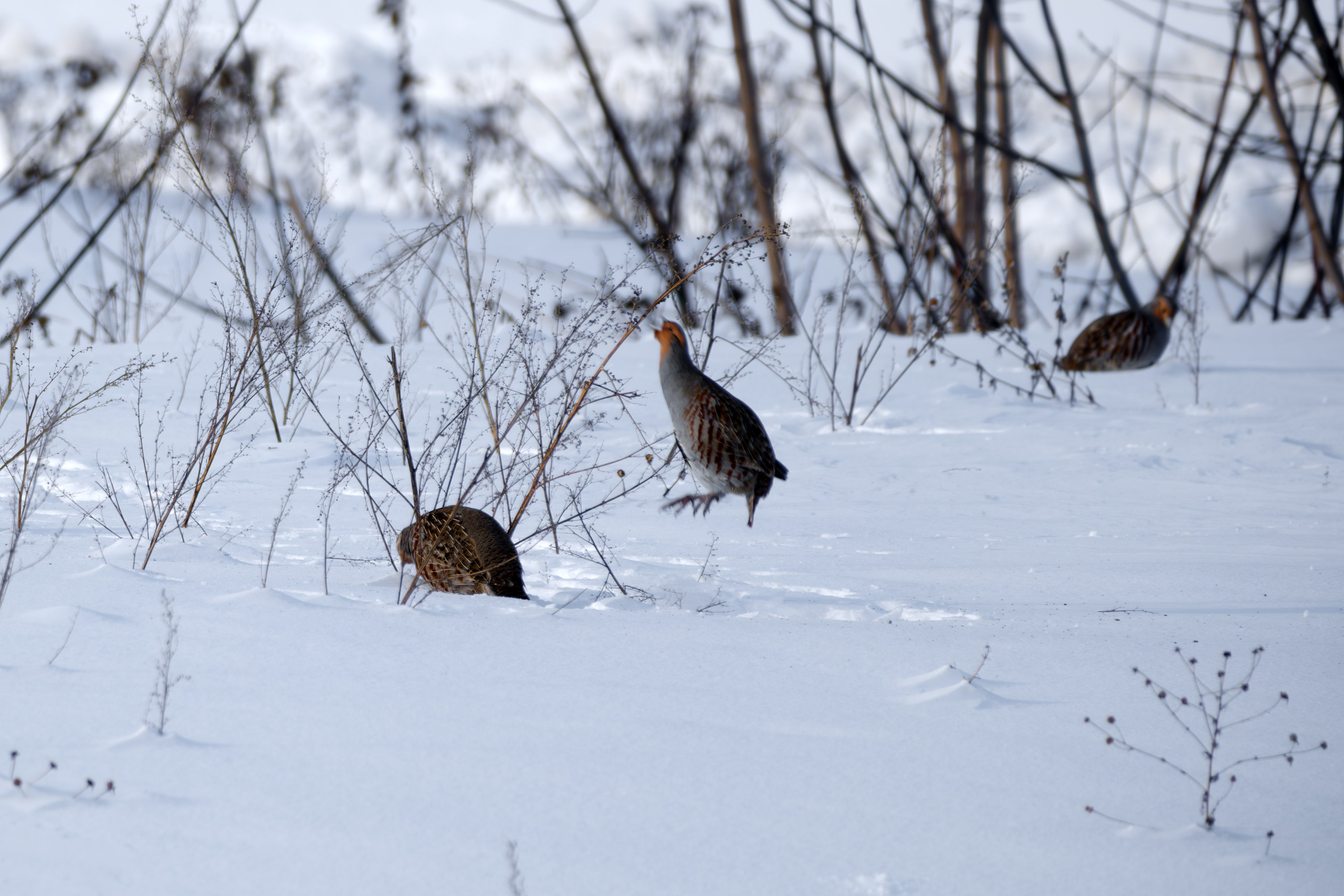 Кубок Kramar Motorsport 13.01.2024. Авто и мотоспорт — фотограф Антон Медведев iCoguar