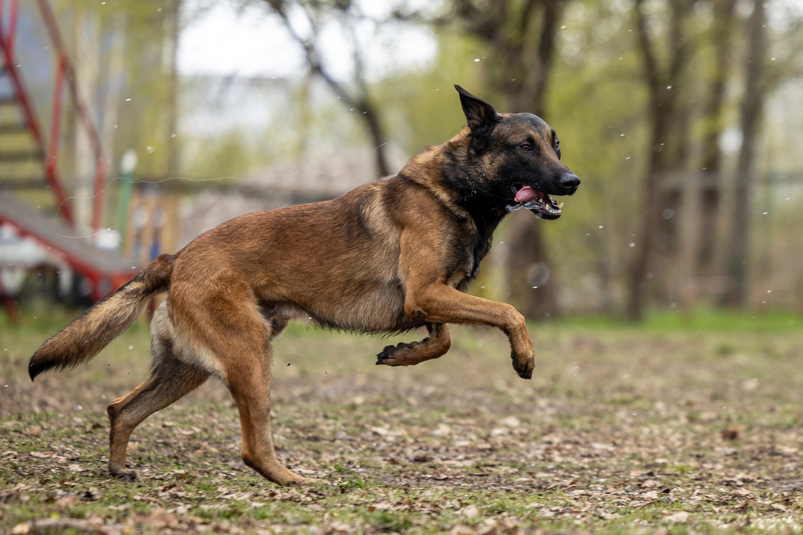 Квалификационные состязания по мондьорингу г. Вологда 11.05.24. Фотограф-анималист Анна Маринич