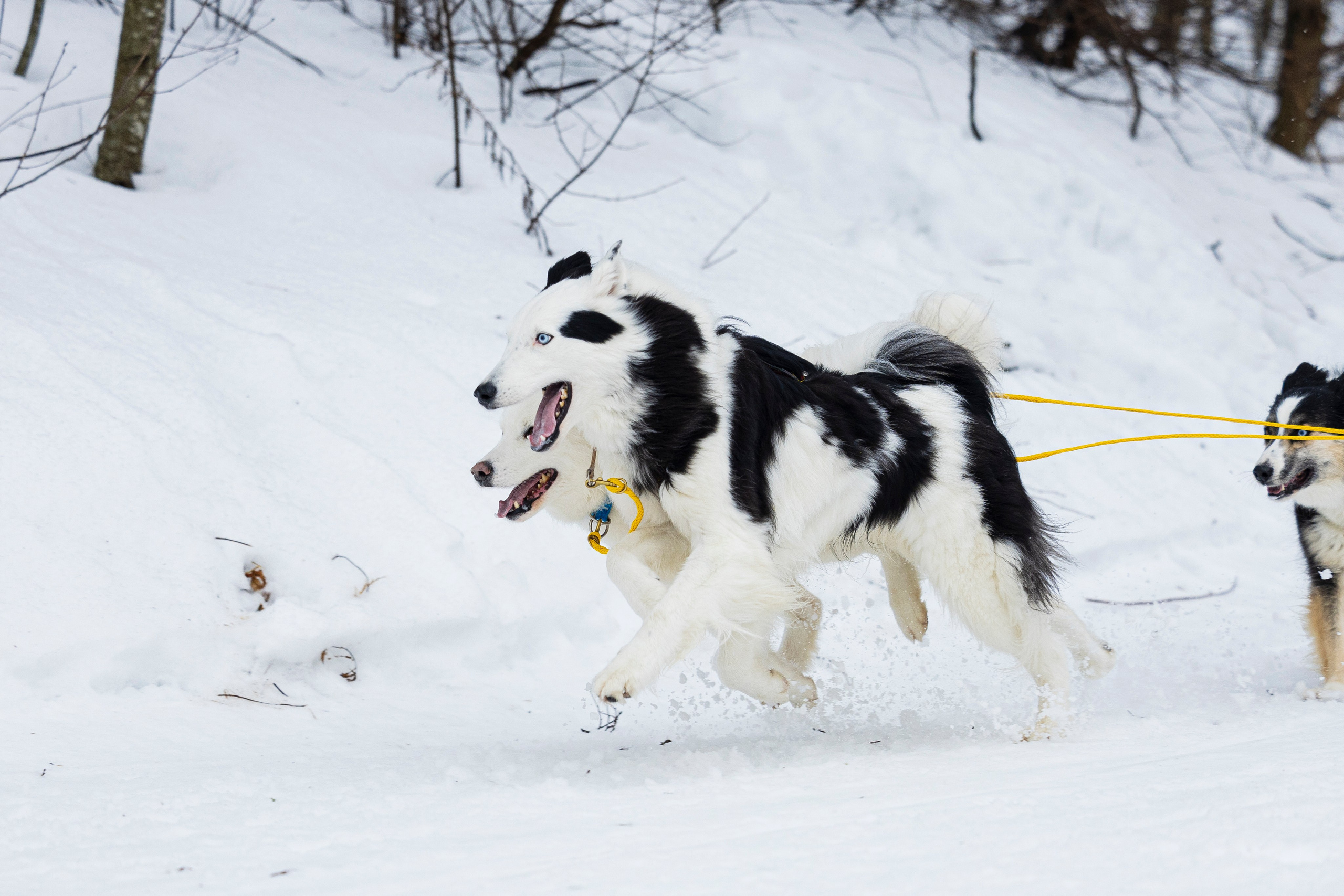 Зимний Чемпионат Санкт-Петербурга по ездовому спорту. Фотограф-анималист Анна Маринич