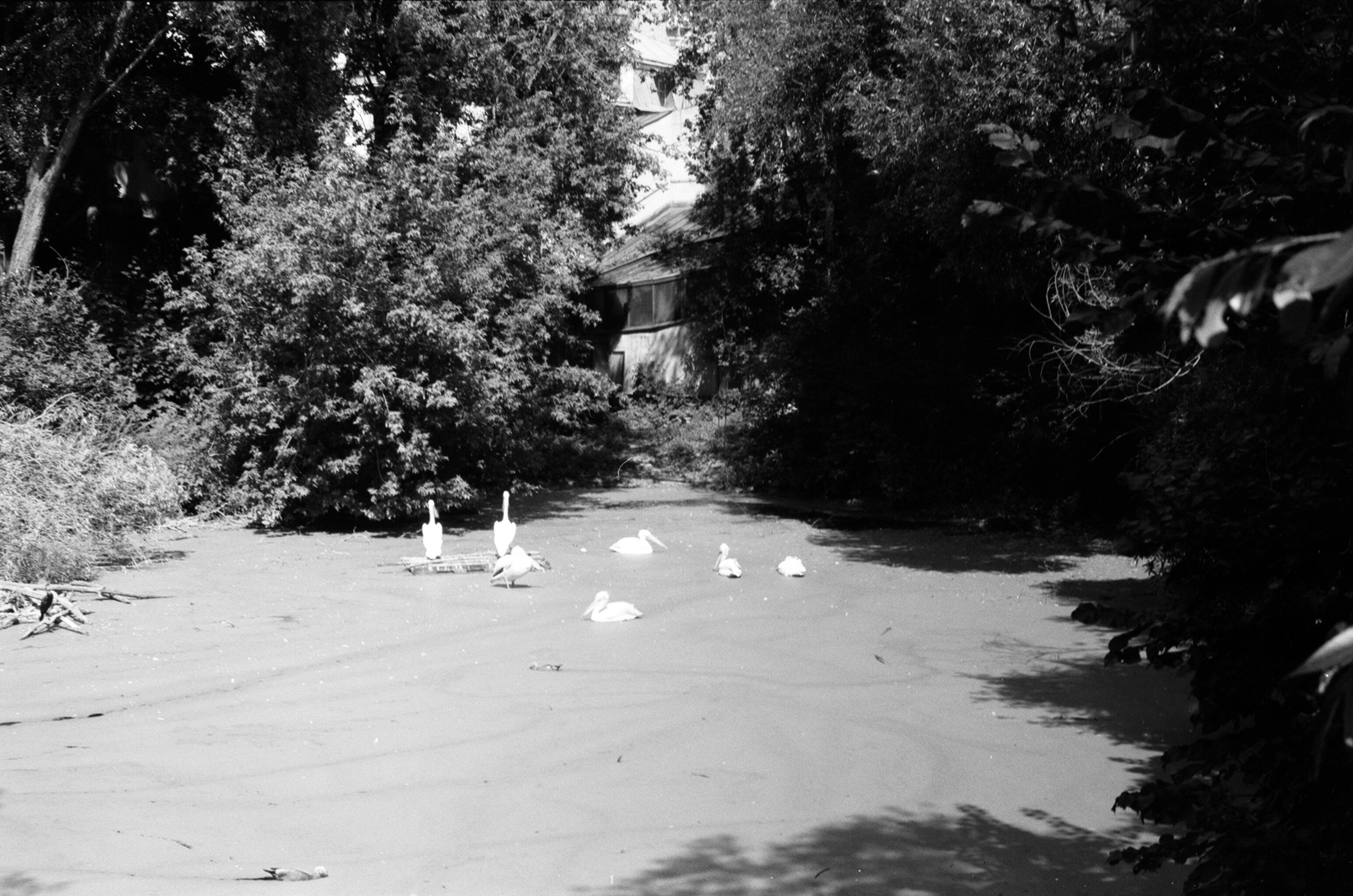 Альбом пленочных ЧБ-фото. Репортажный и семейный фотограф — Шелихов Сергей