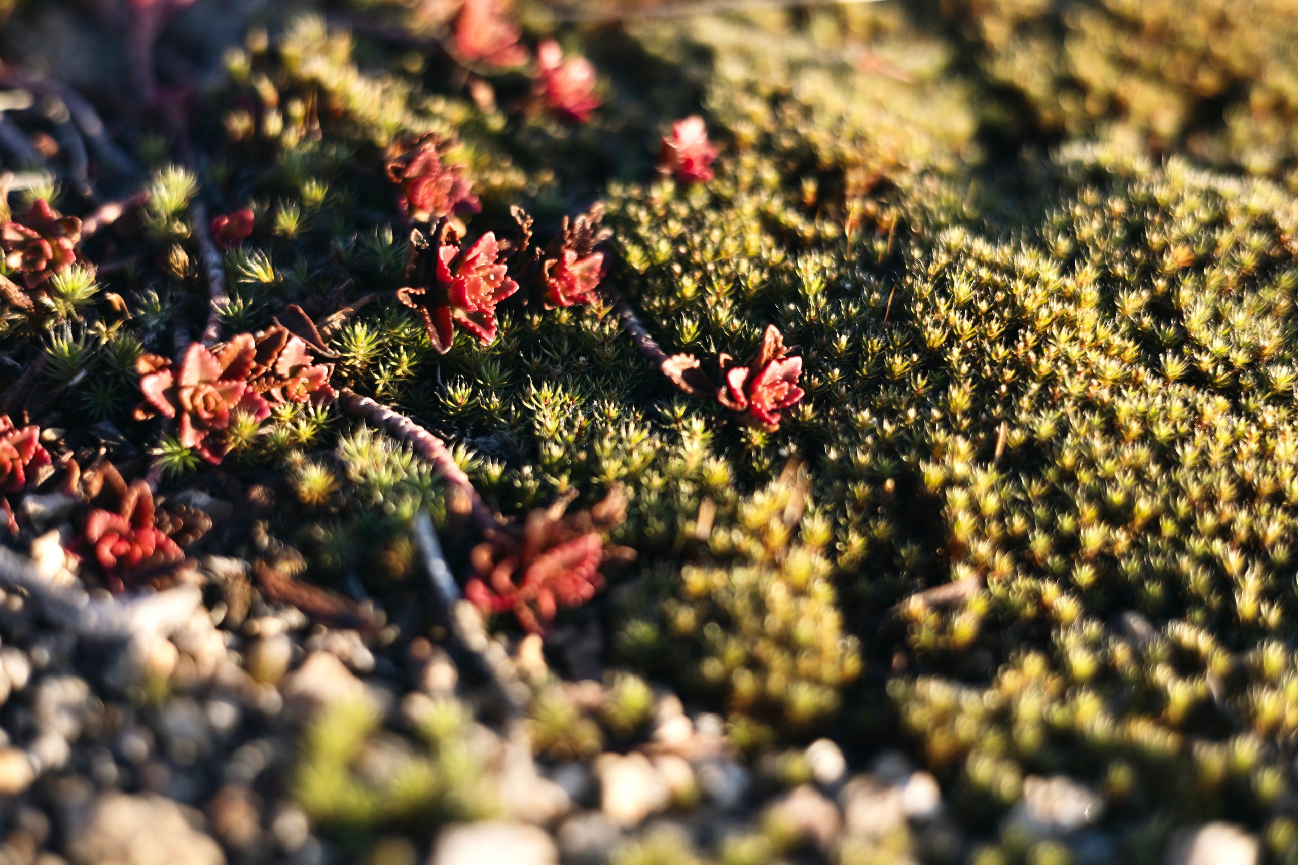 Евгений Андреевич Тележкин. Скульптор. Репортажный фотограф Наталья Лапцевич