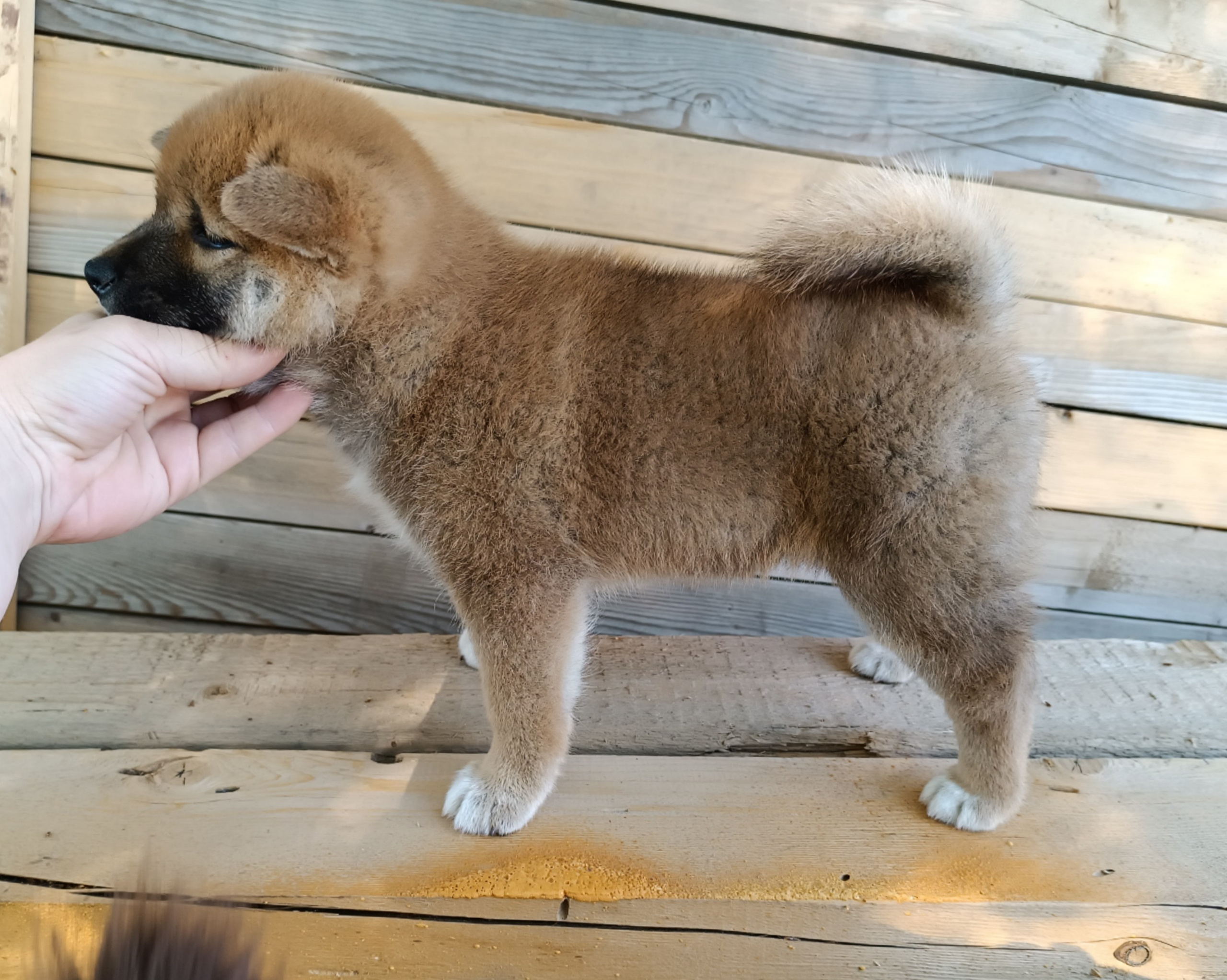 сиба питомник Рубилайт щенки на продажу rubylight  сиба щенки купить СПб Санкт-Петербург