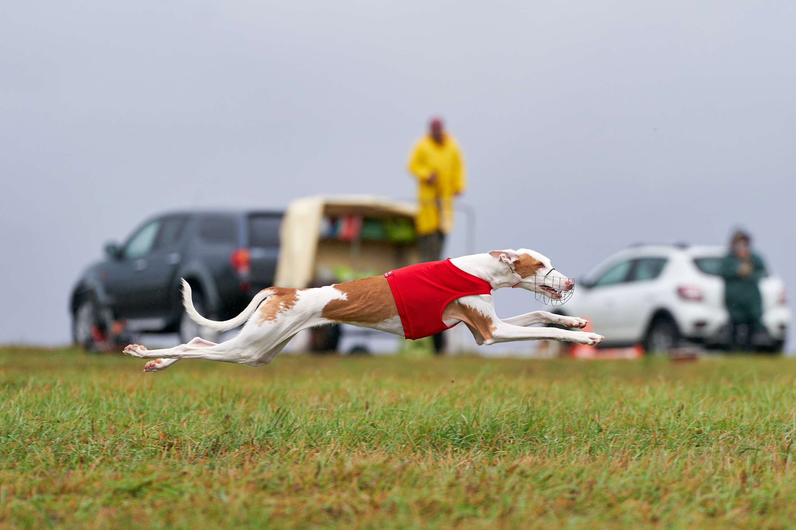 Репортажная съемка. Фотограф-анималист Михаил Манухин