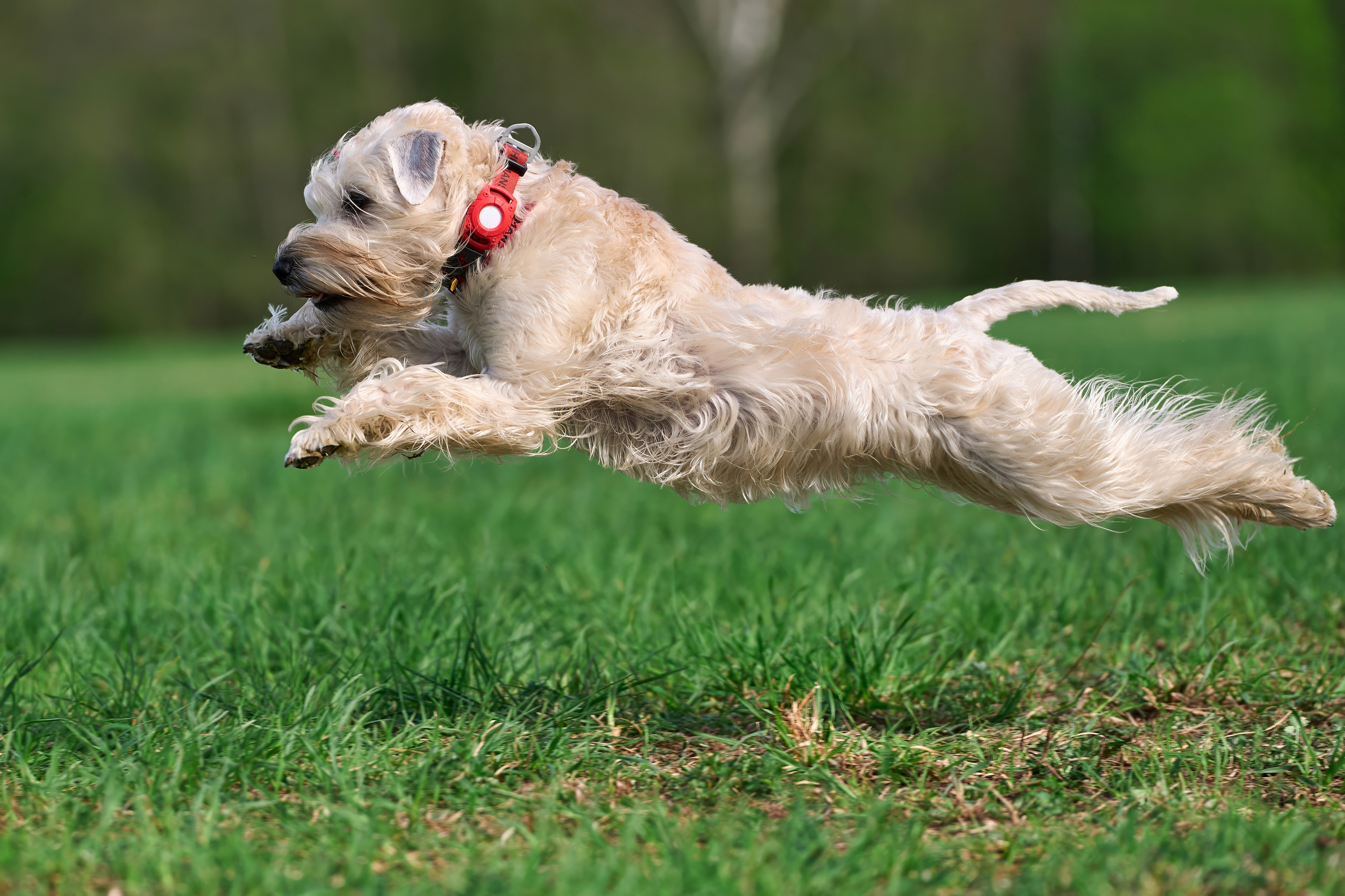 Репортажная съемка. Фотограф-анималист Михаил Манухин
