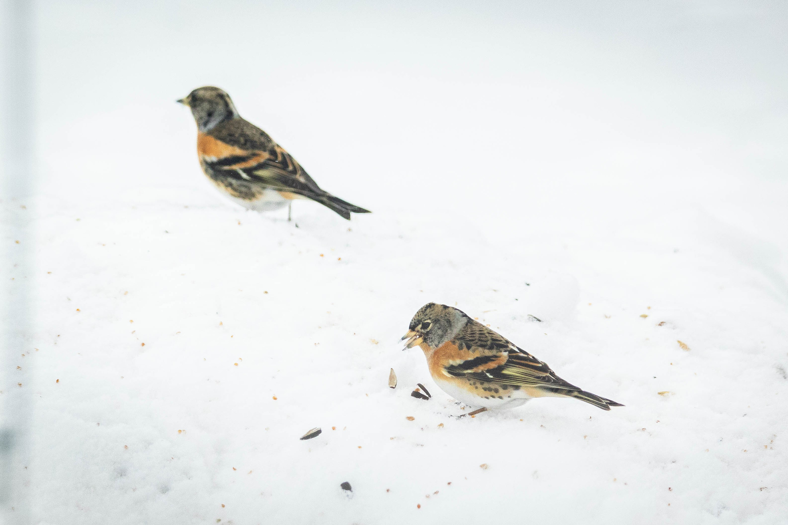Дикий животный мир. Фотограф-АниМалист Анна Абрамова