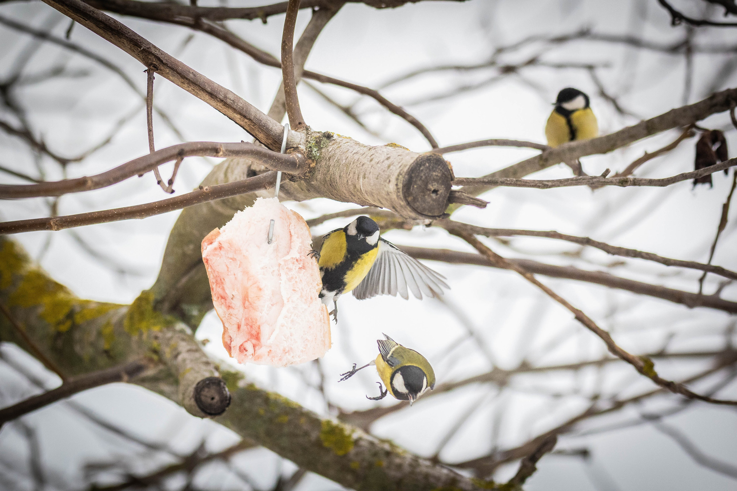 Дикий животный мир. Фотограф-АниМалист Анна Абрамова