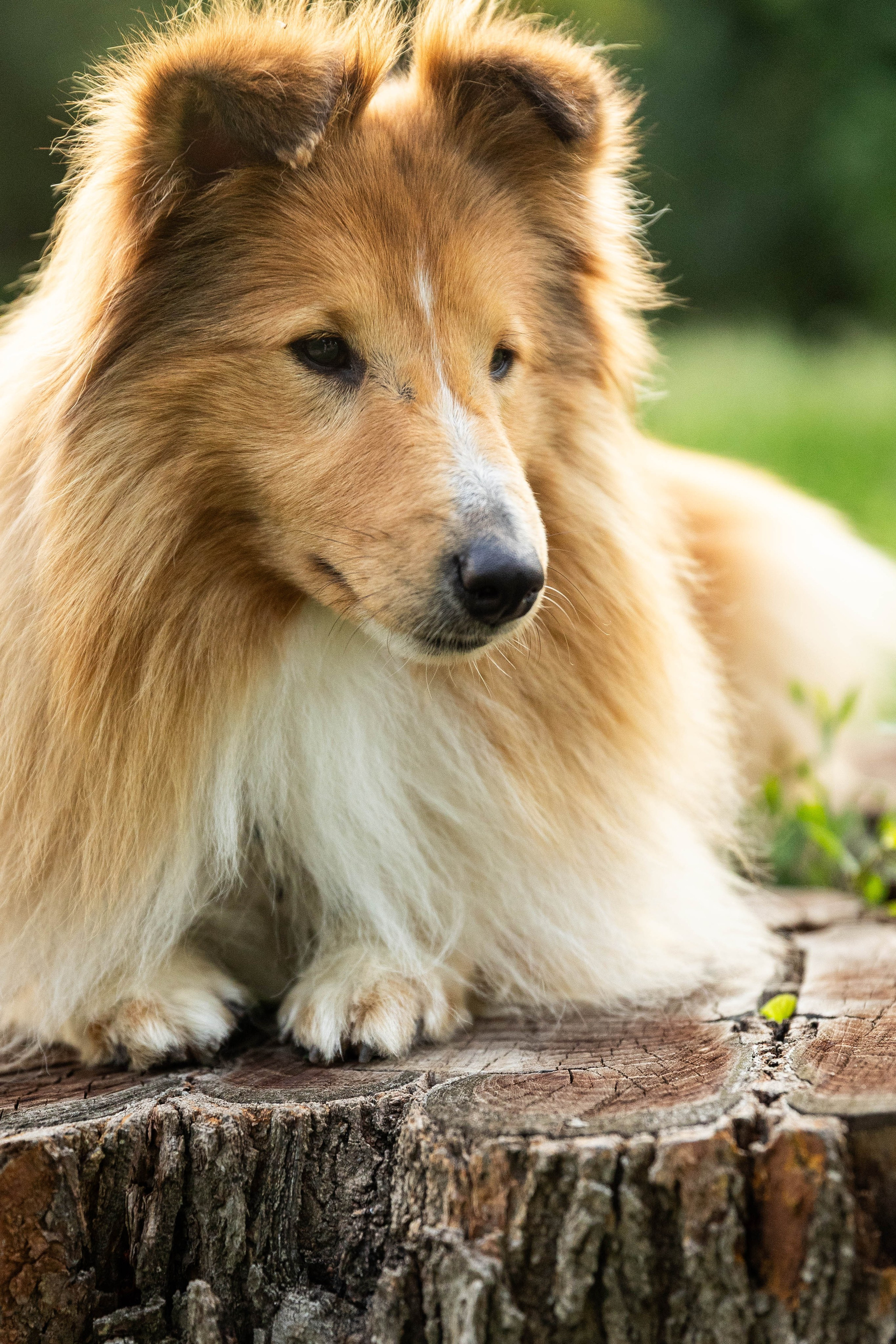 Сара и Лена. Фотограф-АниМалист Анна Абрамова