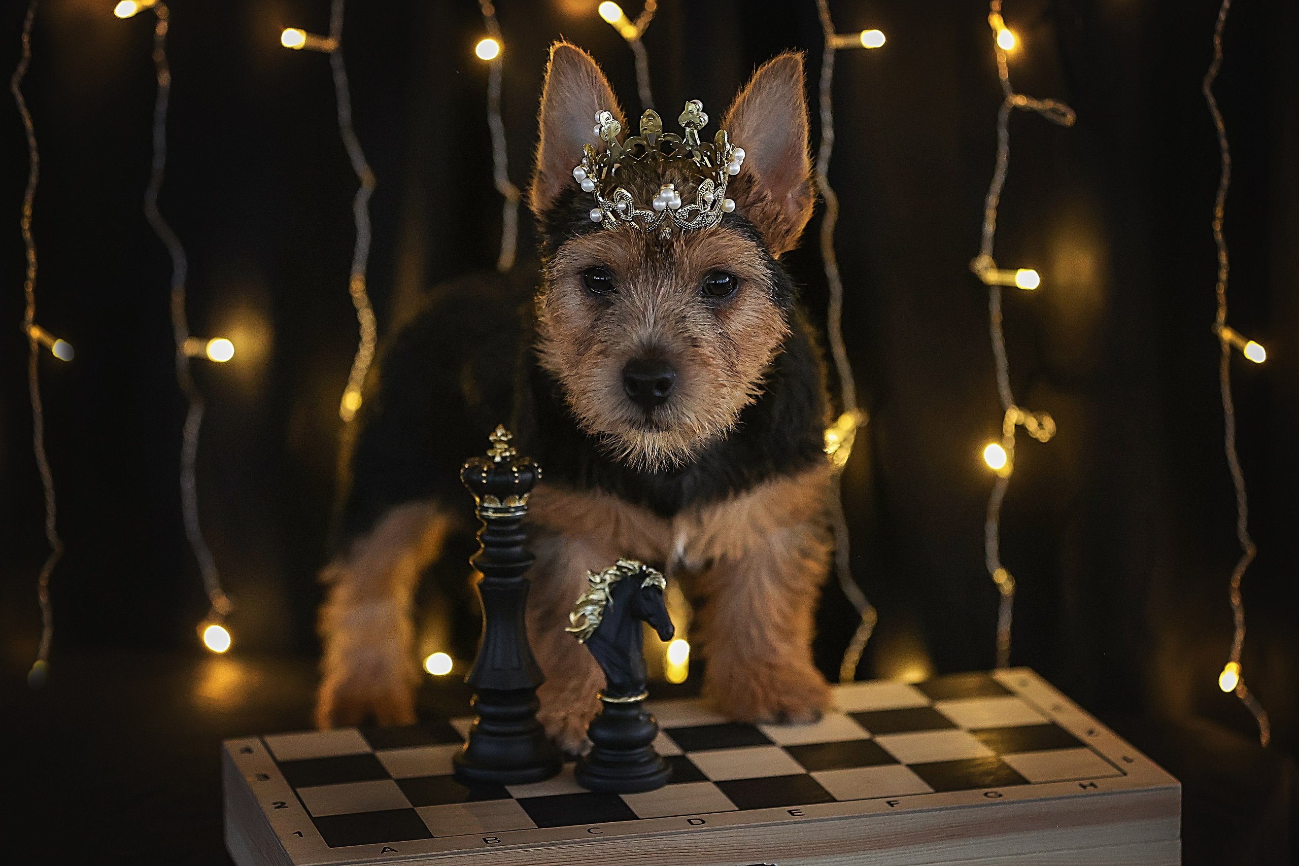 В СТУДИИ. Фотограф-АниМалист Анна Абрамова