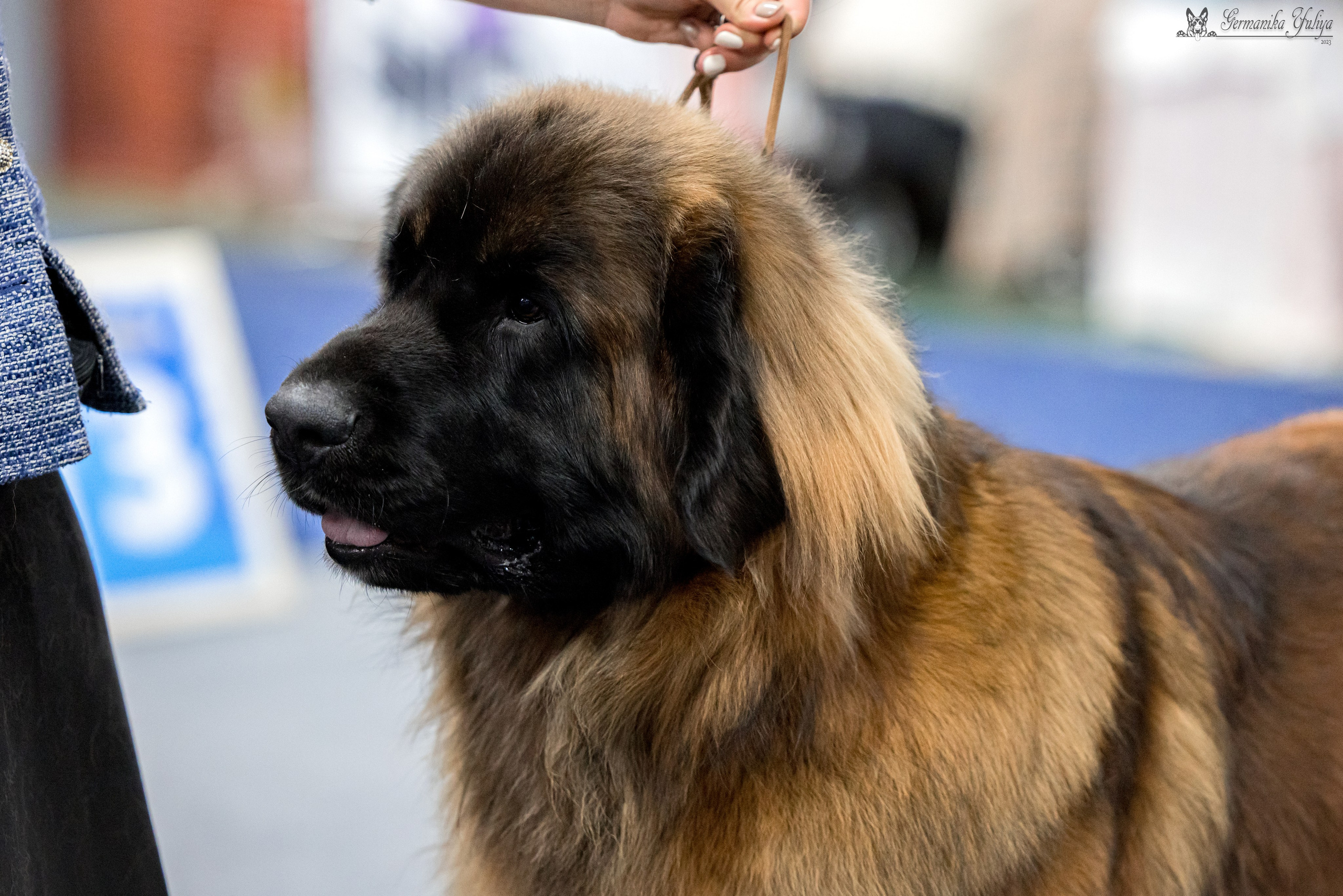 Сфера 29.10,Крокус 4.11,Сфера 12.11.2023. Фотограф-анималист Юлия Германика