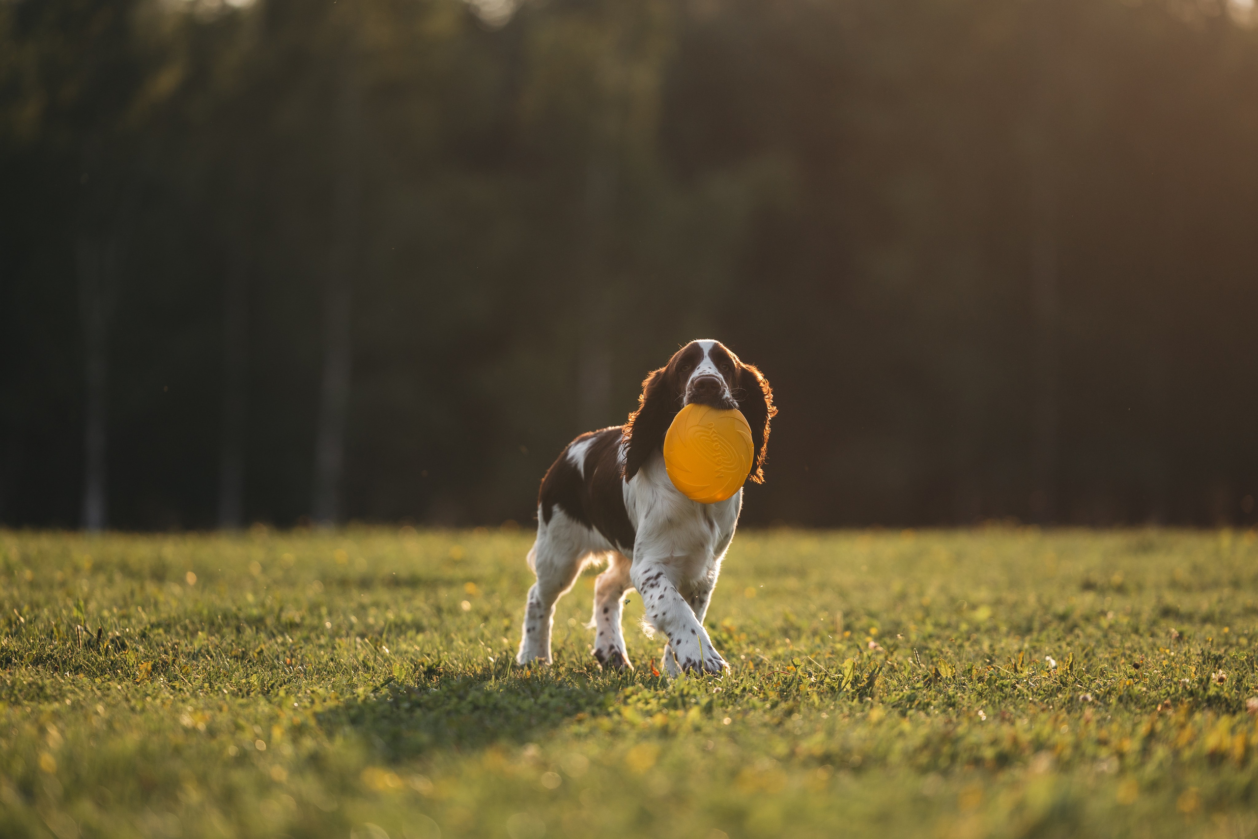 На закате. Фотограф Анималист в Москве Анастасия Жучкова