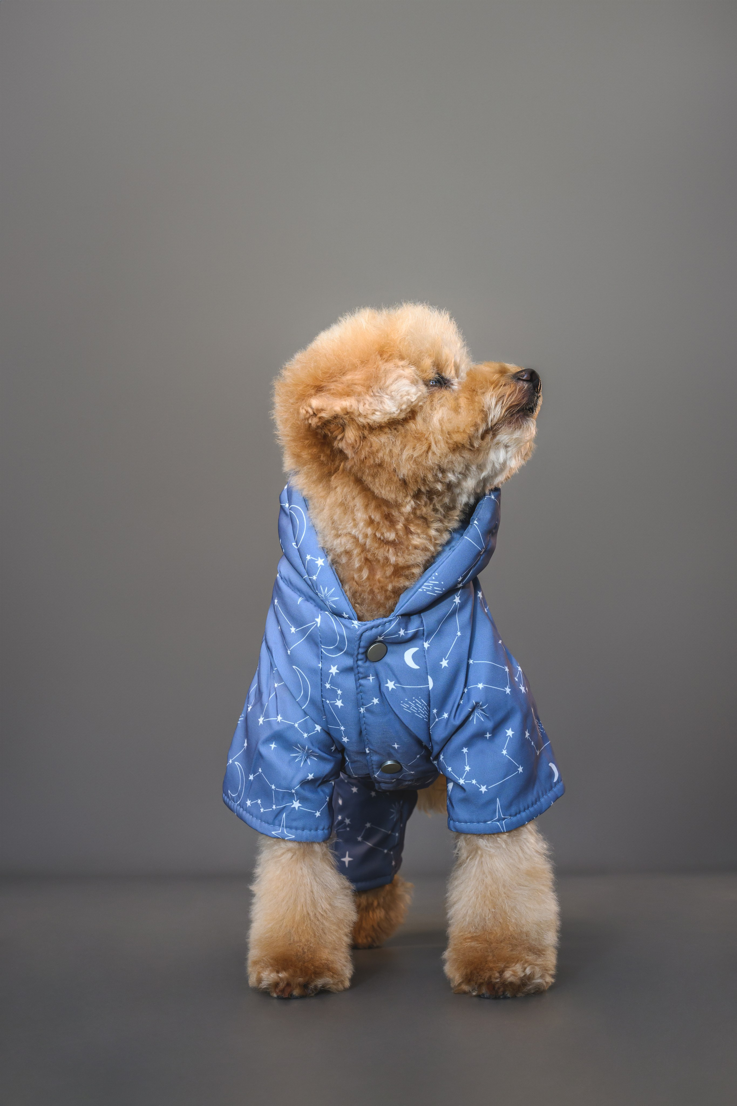 Пудель. Фотограф Анималист в Москве Анастасия Жучкова