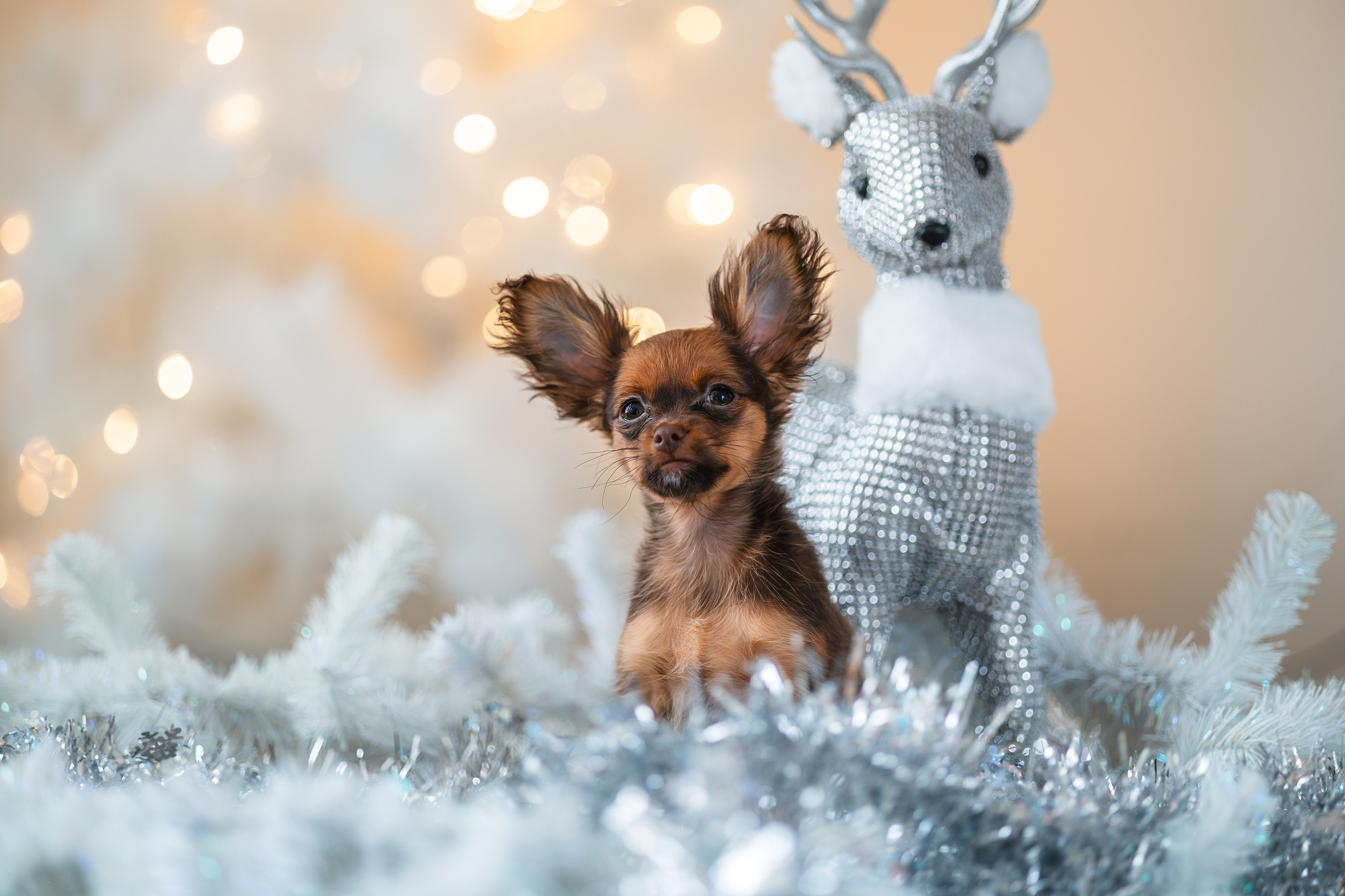 Малыши Той Терьер. Фотограф Анималист в Москве Анастасия Жучкова