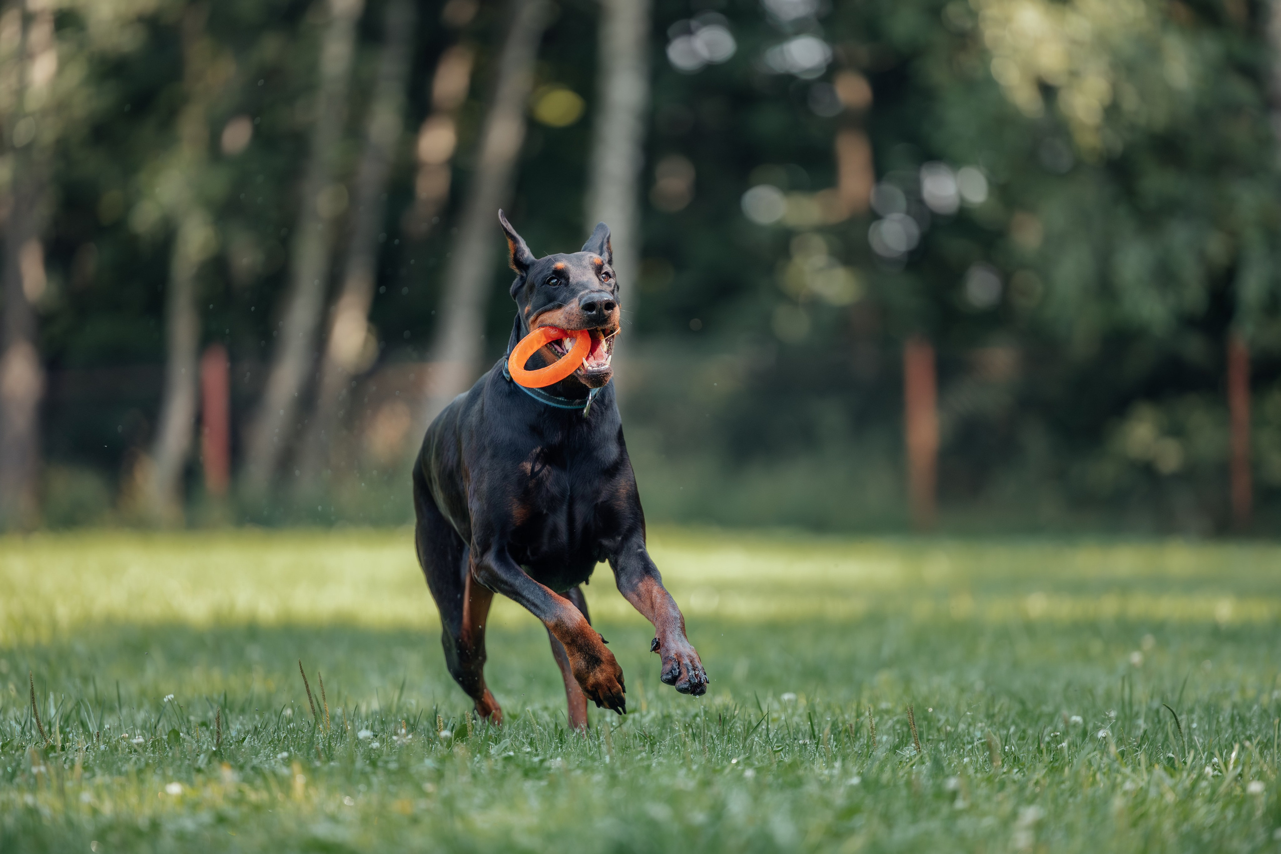 Доберман Айза. Фотограф Анималист в Москве Анастасия Жучкова