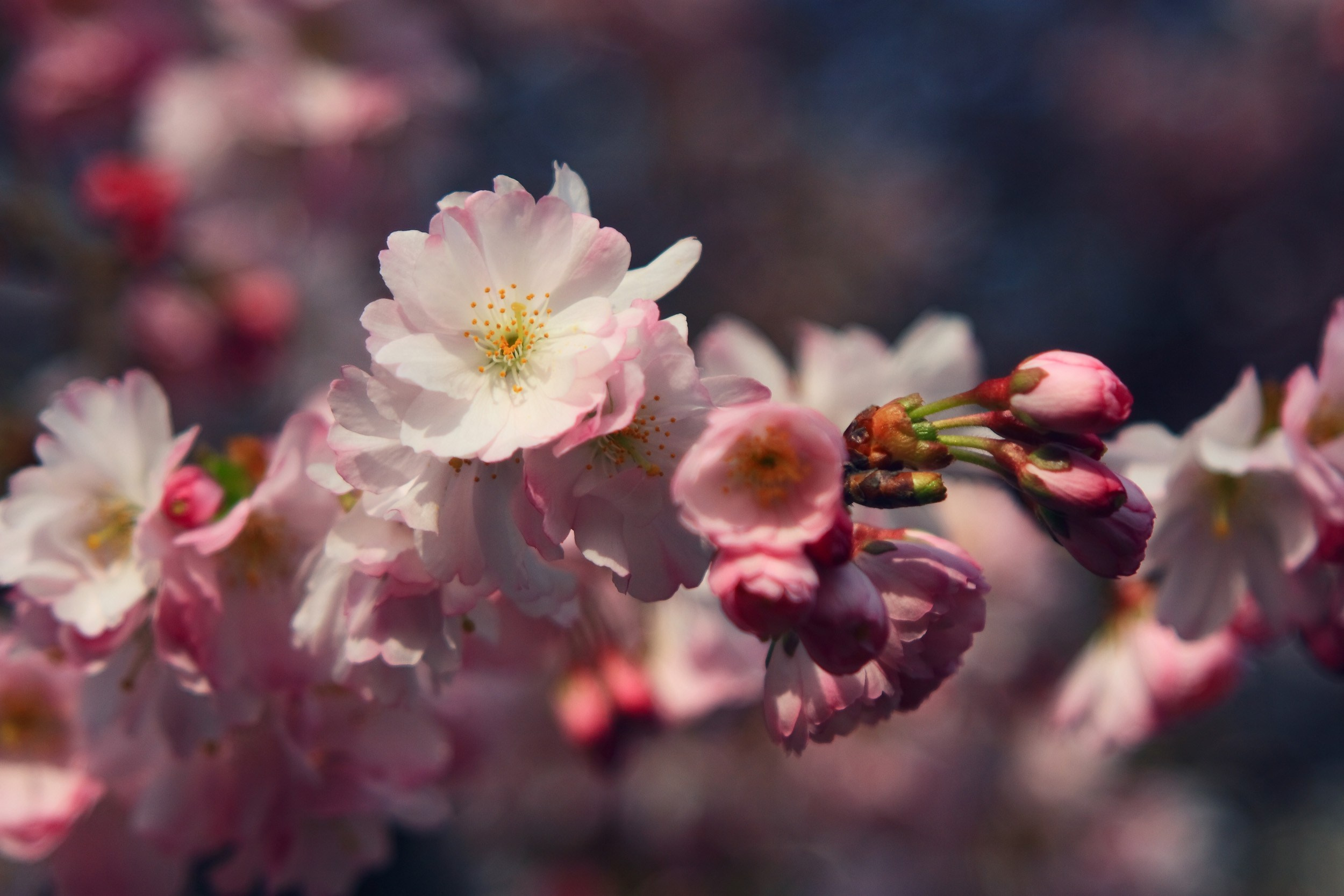 Пейзаж, природа. Портретный фотограф Станислав Жуков | Москва