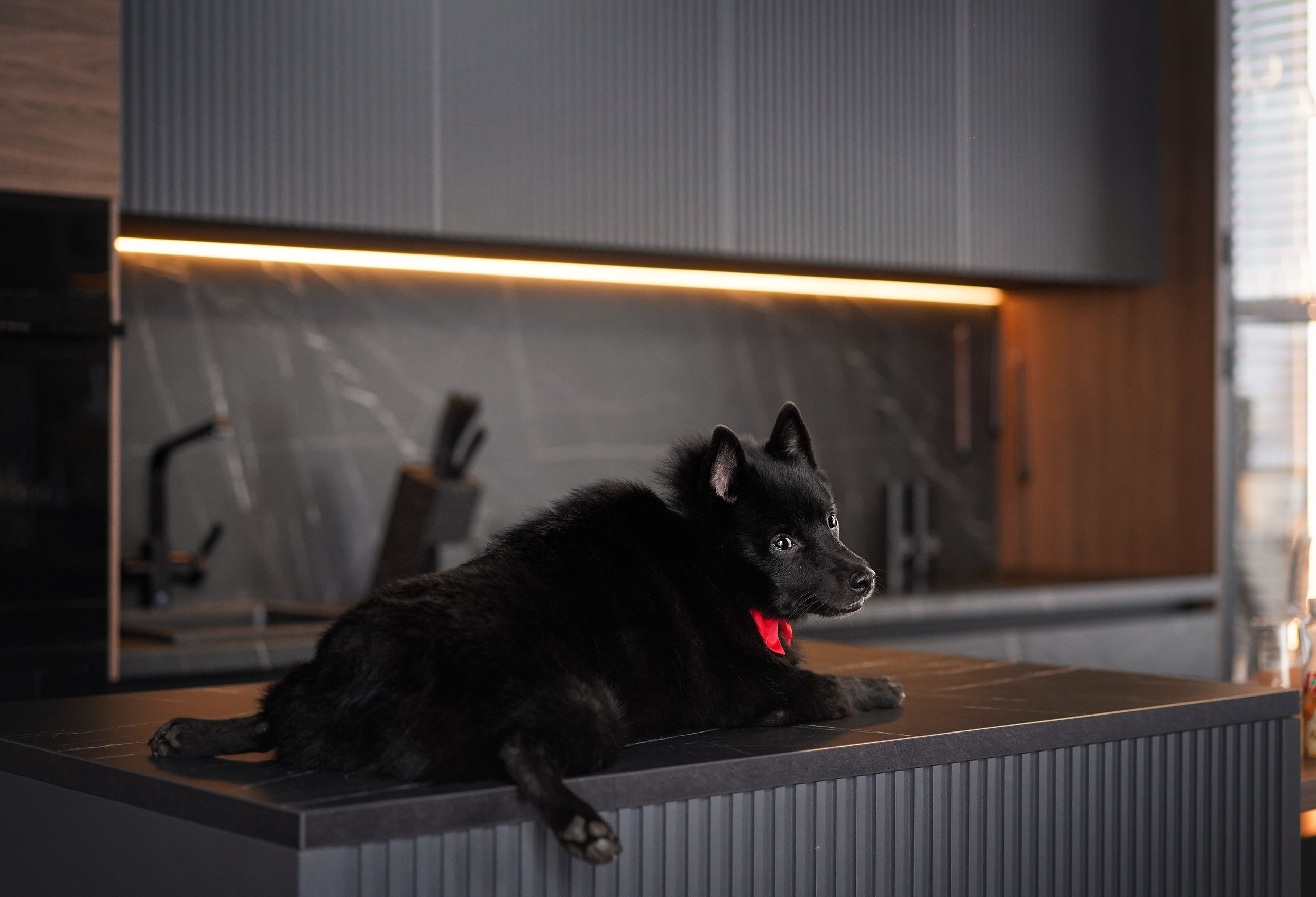 Аня и Майкл. Фотограф-анималист в Санкт-Петербурге Яна Мартынова