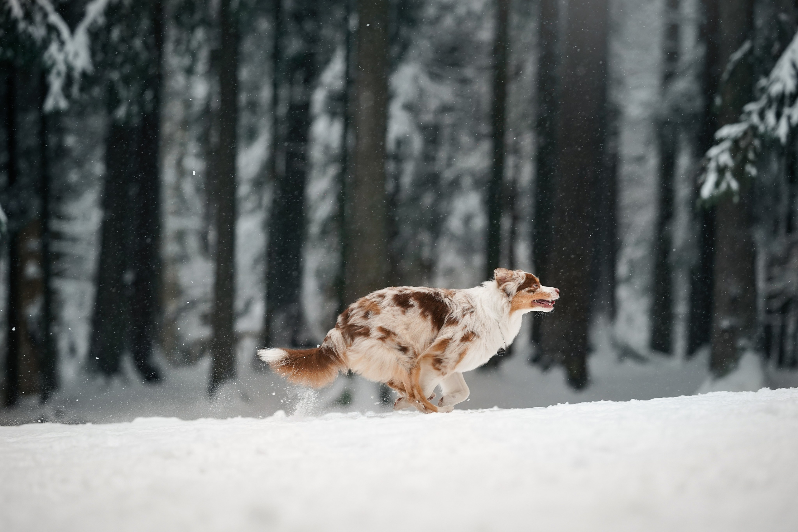 Панда. Фотограф-анималист в Санкт-Петербурге Яна Мартынова