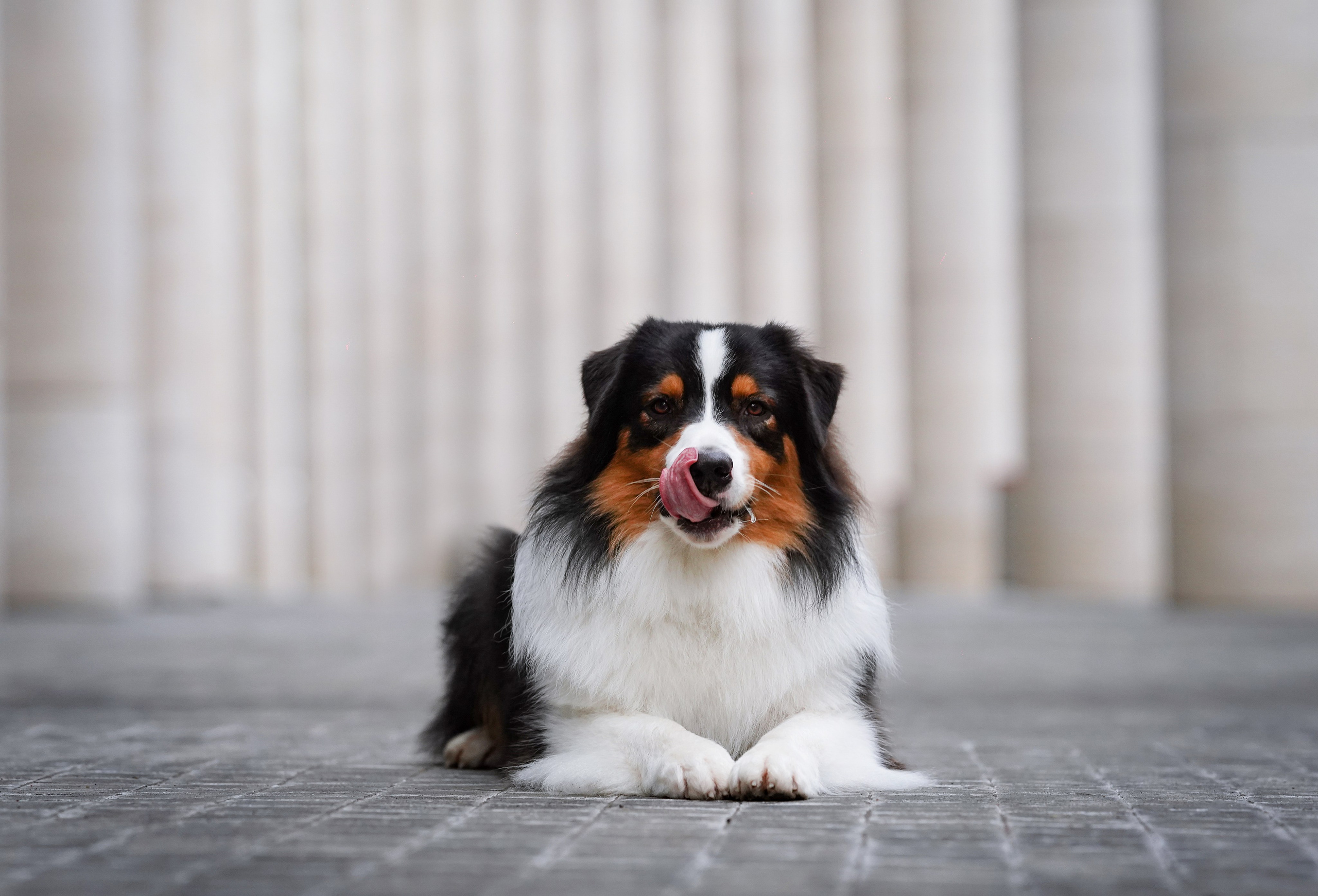 Кристина Катя Гермиона и Бэст. Фотограф-анималист в Санкт-Петербурге Яна Мартынова