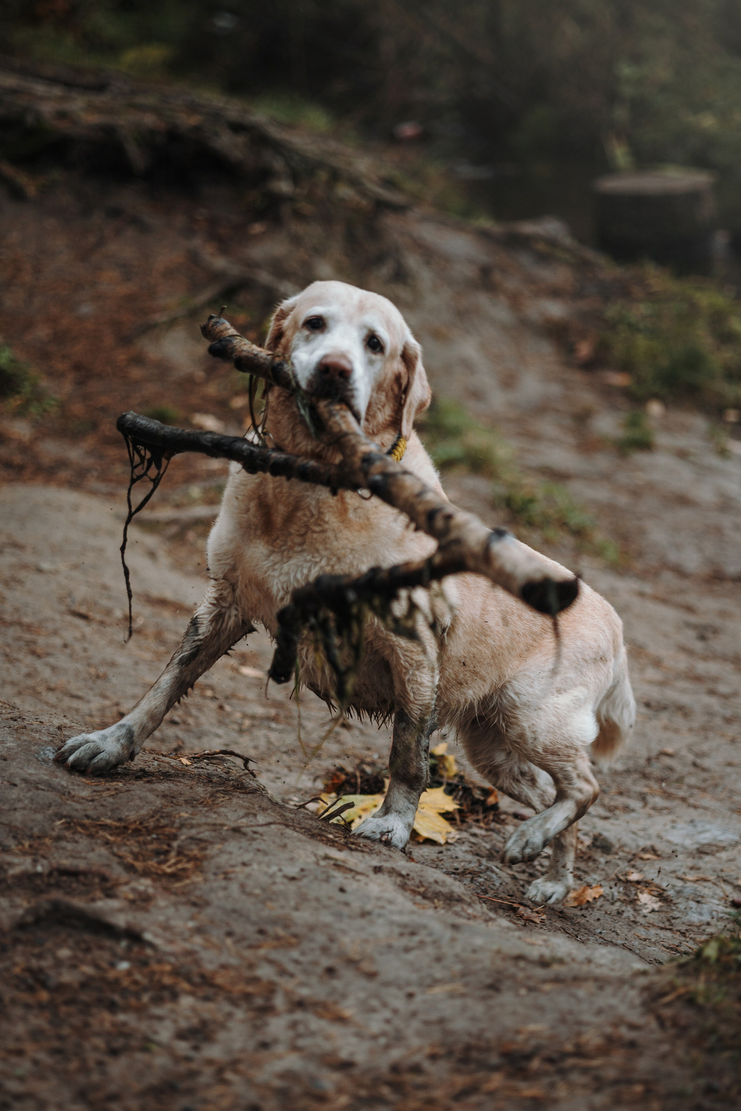 Оксана и Барон. Фотограф — Анималист | Санкт-Петербург