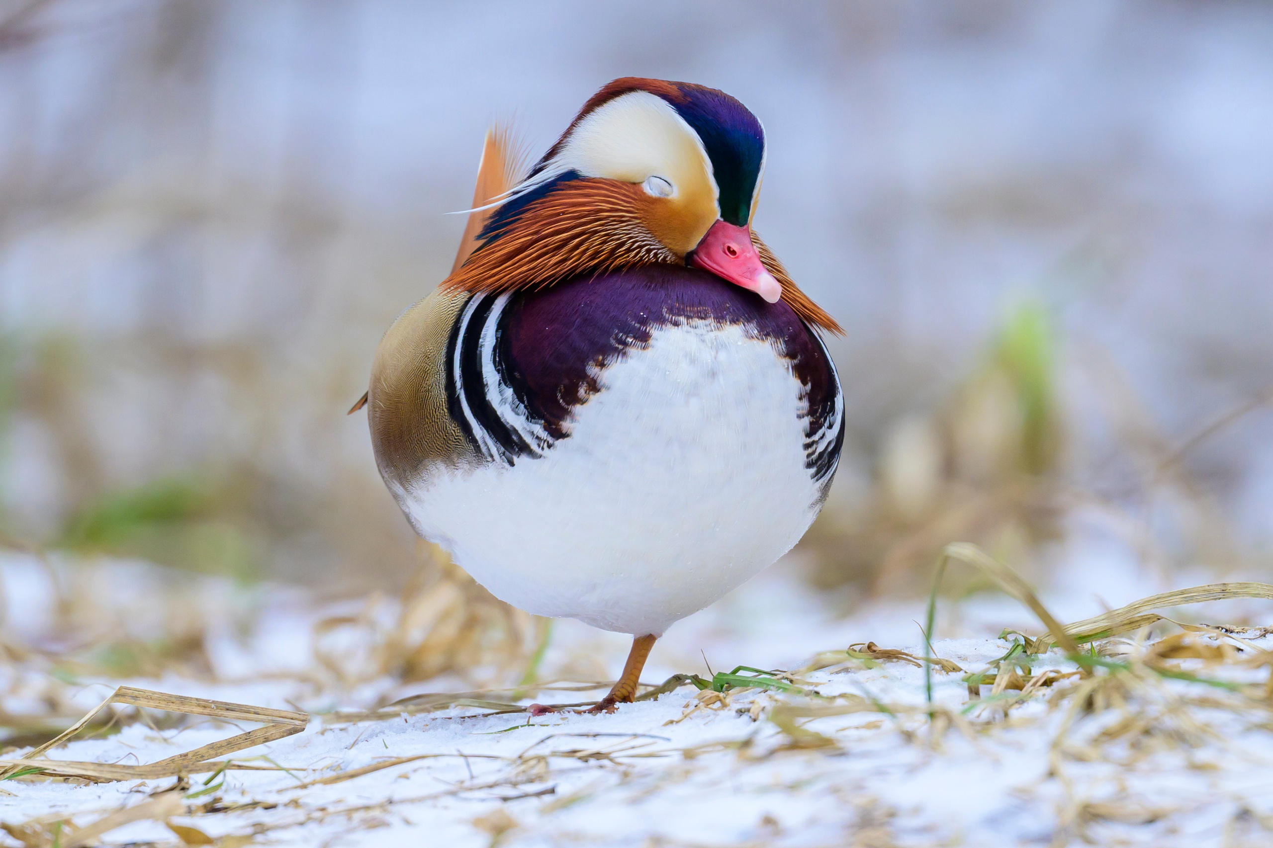 Мандаринки. Mandarin Ducks. Wildlife photography by Sergey Puponin