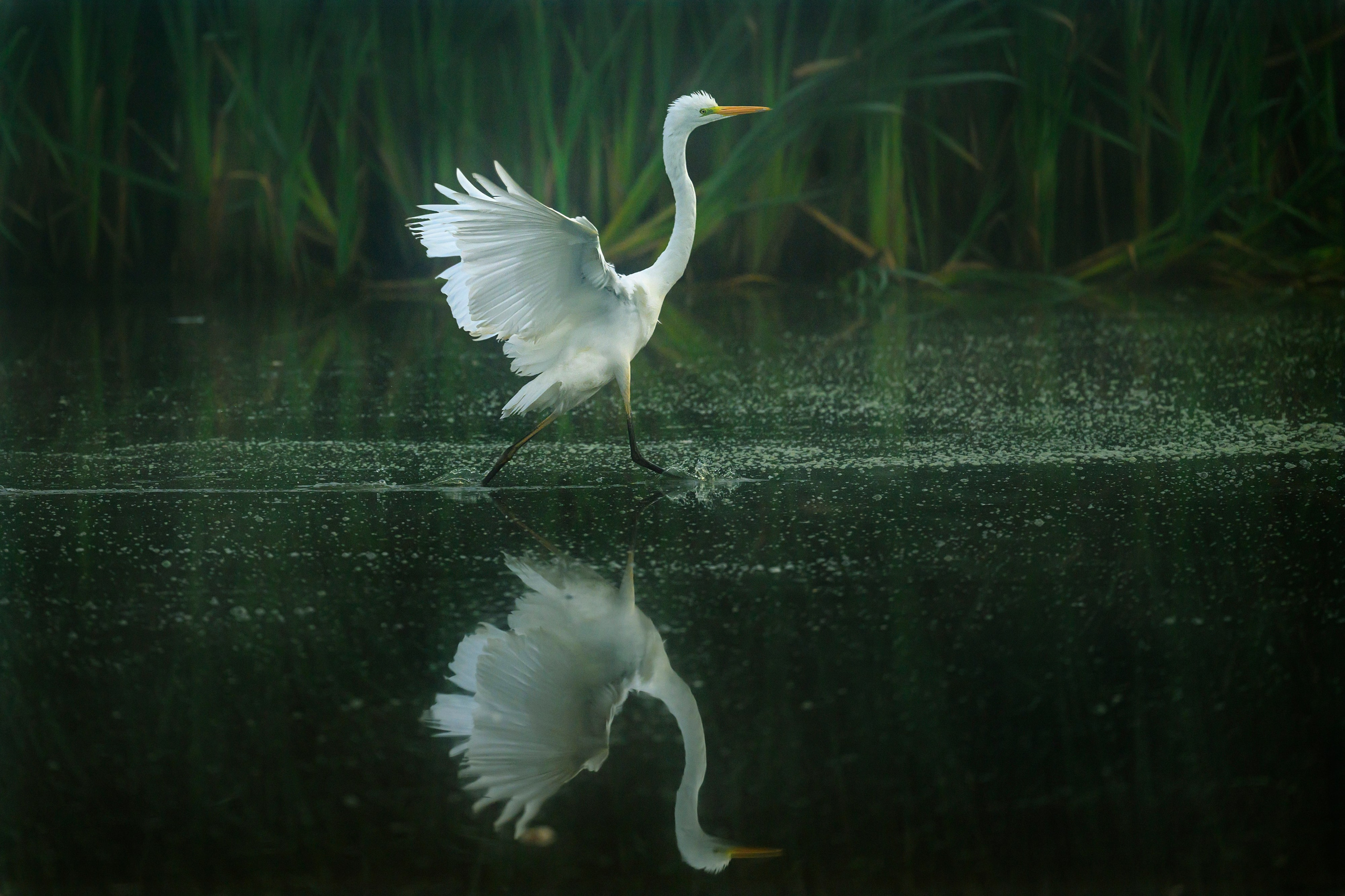 Цапли. Wildlife photography by Sergey Puponin