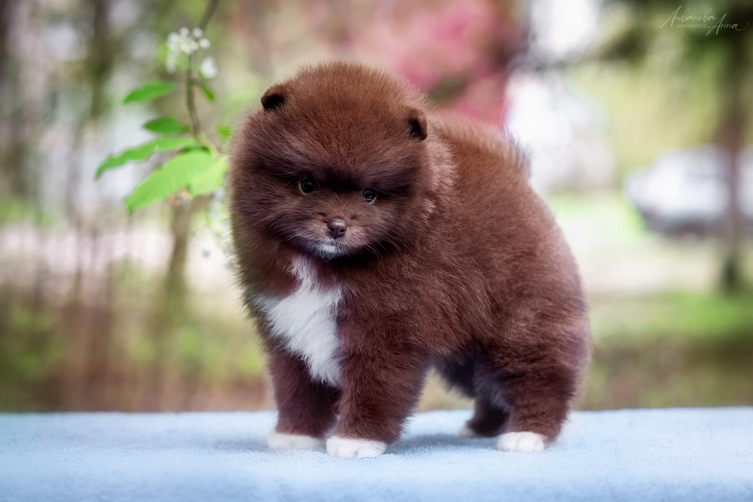 Шпицы. Фотограф анималист Аня Ливанова | Рыбинск