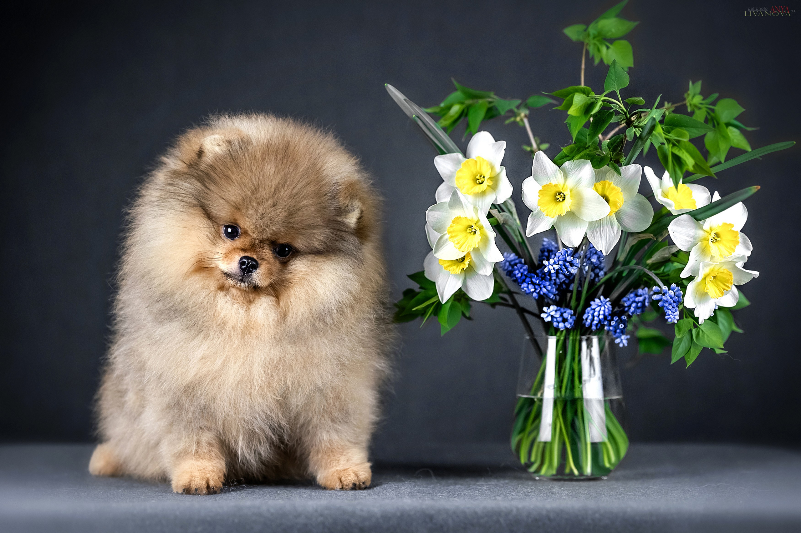 Шпицы. Фотограф анималист Аня Ливанова | Рыбинск