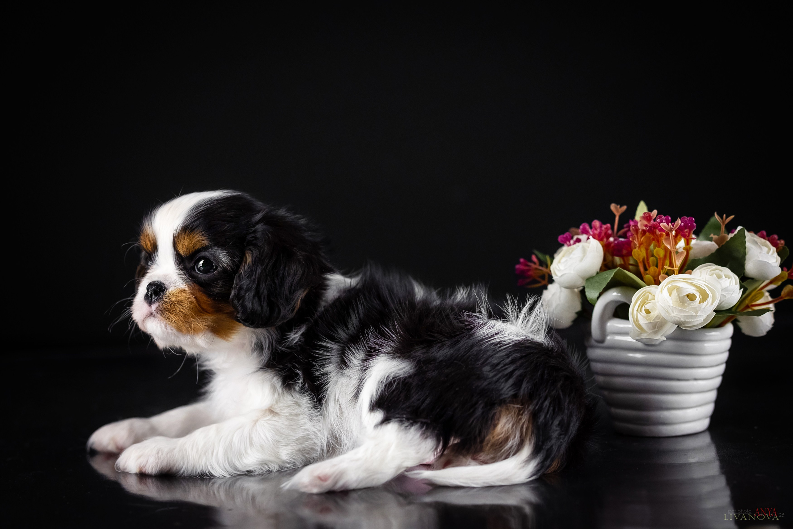 Кавалерчики. Фотограф анималист Аня Ливанова | Рыбинск