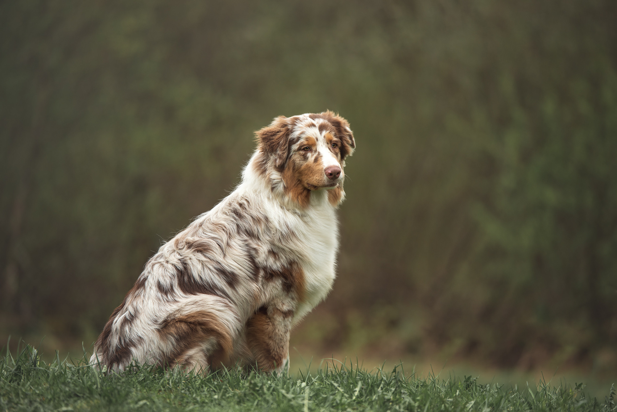 Австралийская овчарка. Семейный фотограф в Санкт-Петербурге Ирина Мороз