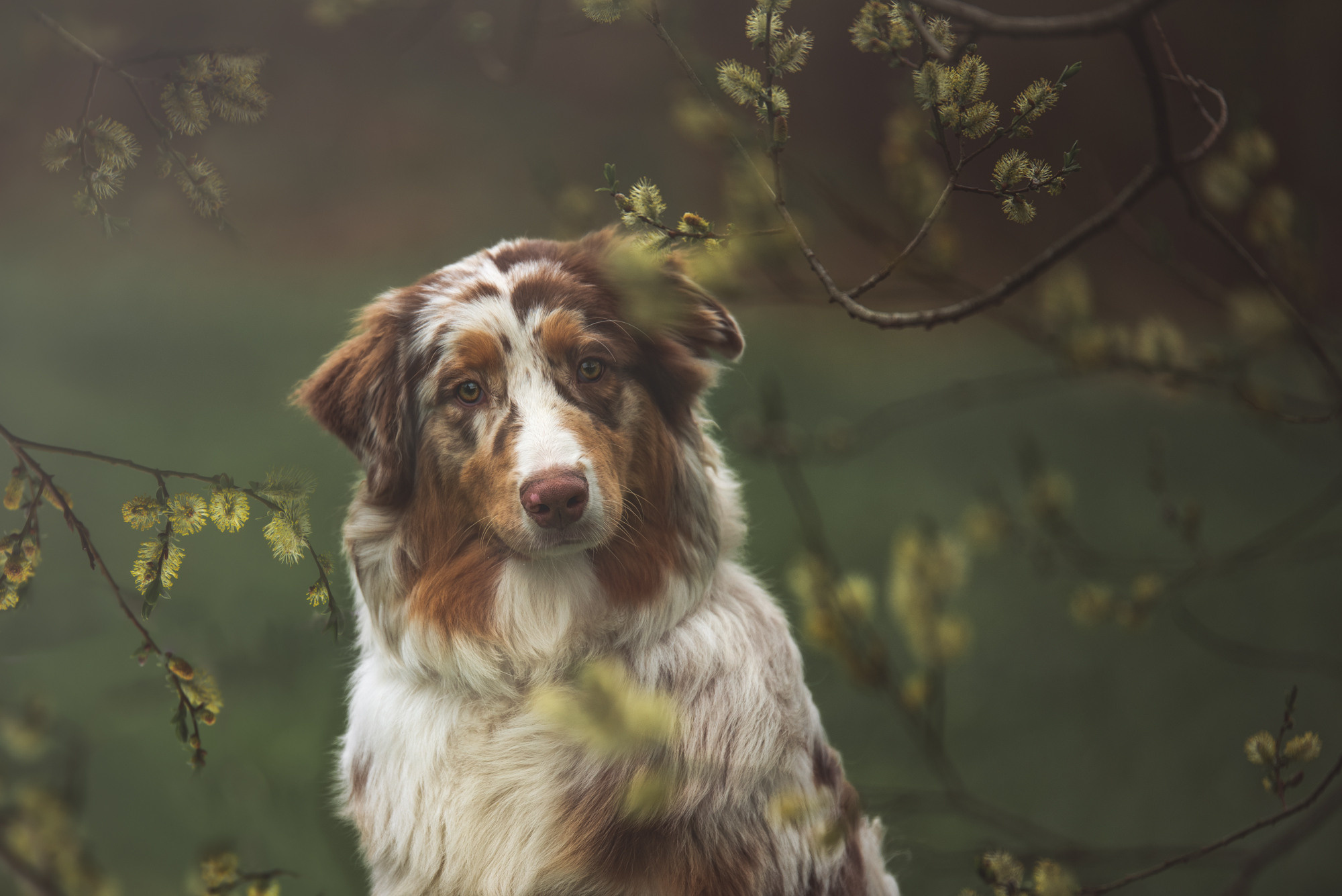 Австралийская овчарка. Семейный фотограф в Санкт-Петербурге Ирина Мороз