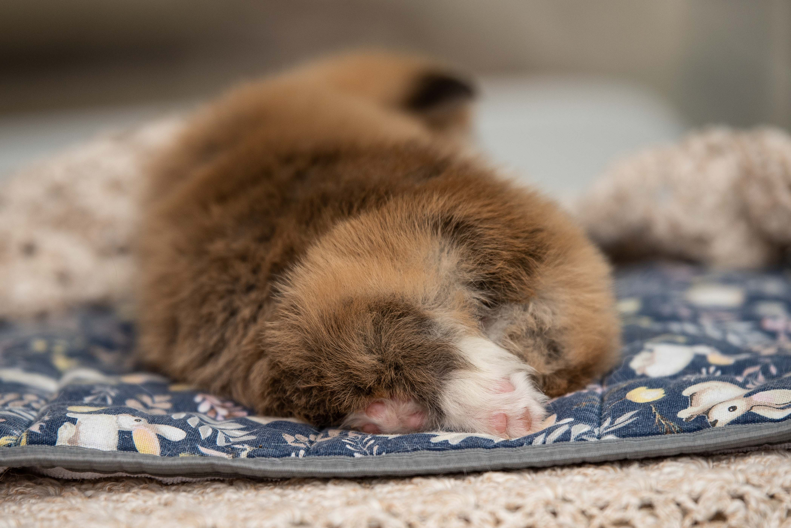 Можно ли быть милее…. Семейный фотограф в Санкт-Петербурге Ирина Мороз