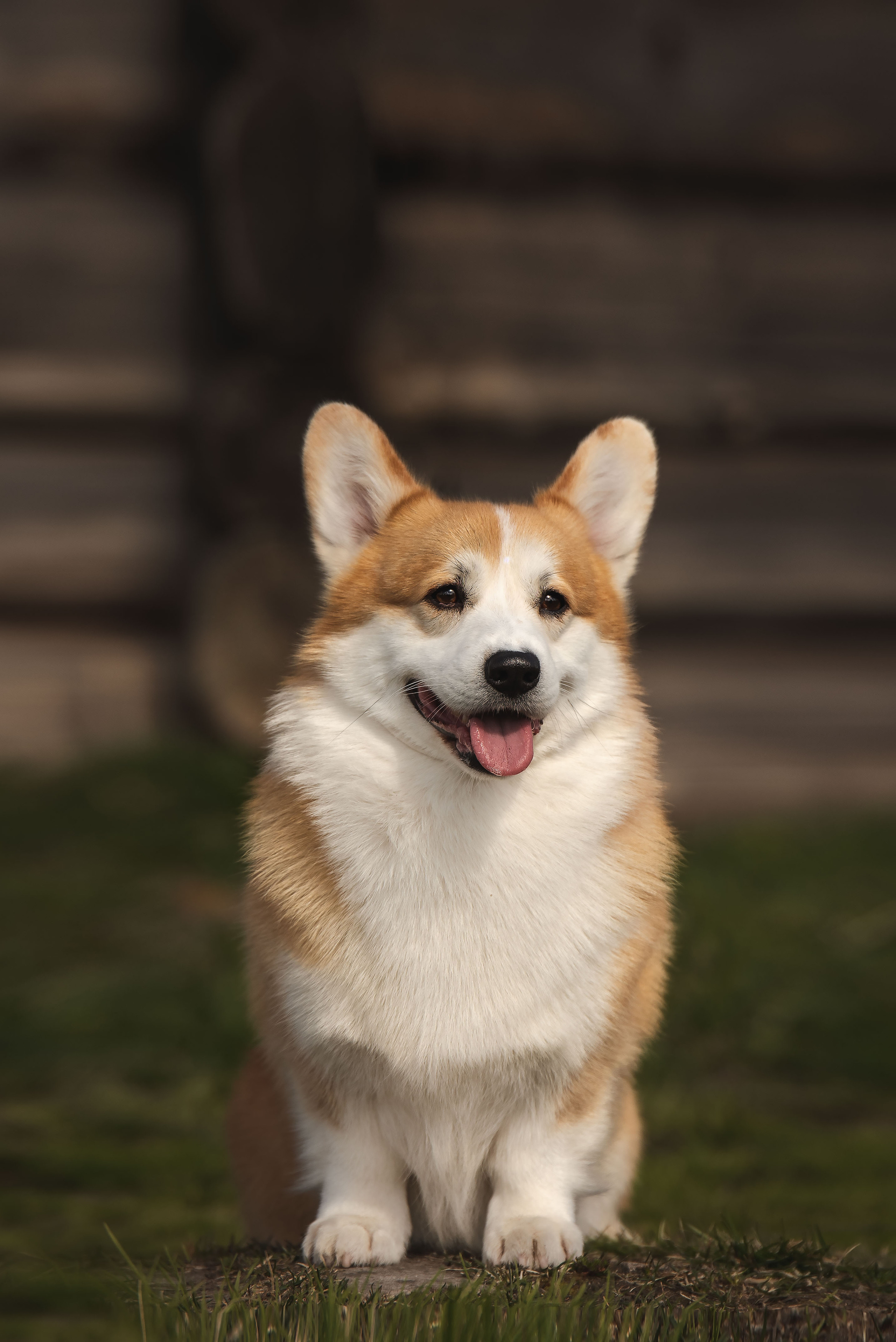 Любимая порода. Семейный фотограф в Санкт-Петербурге Ирина Мороз