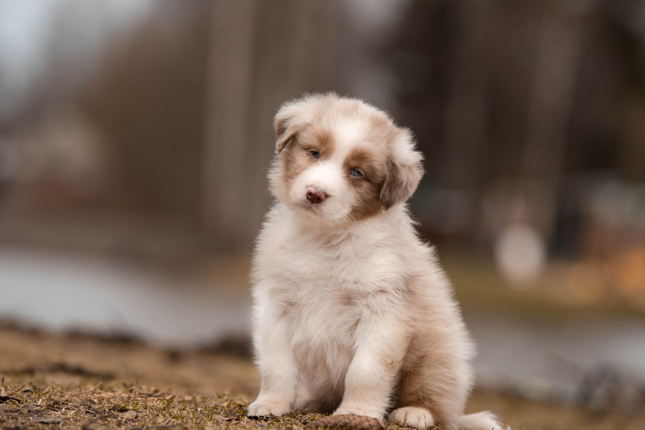 Австралийская овчарка. Семейный фотограф в Санкт-Петербурге Ирина Мороз