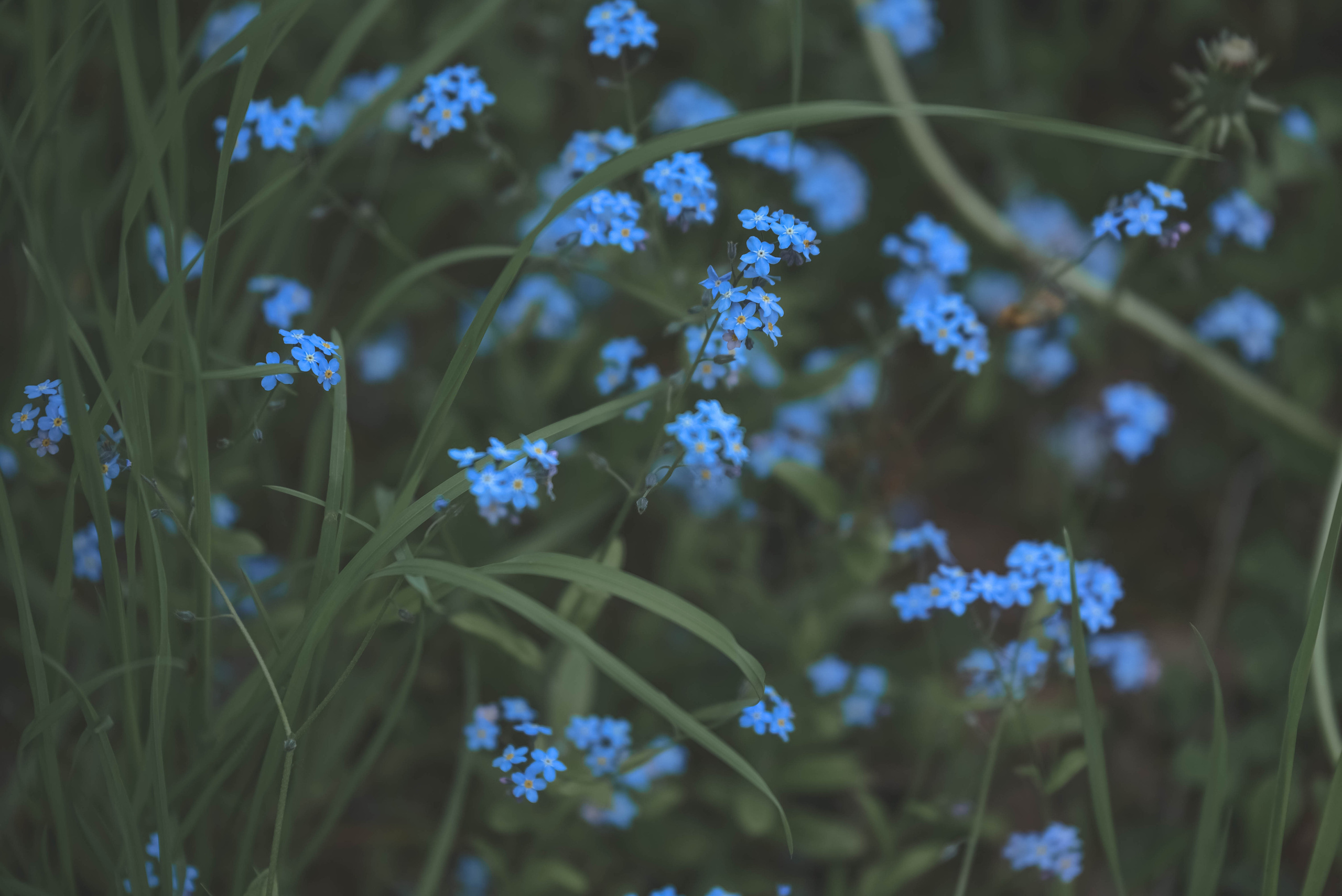 Незабудки. Семейный фотограф в Санкт-Петербурге Ирина Мороз