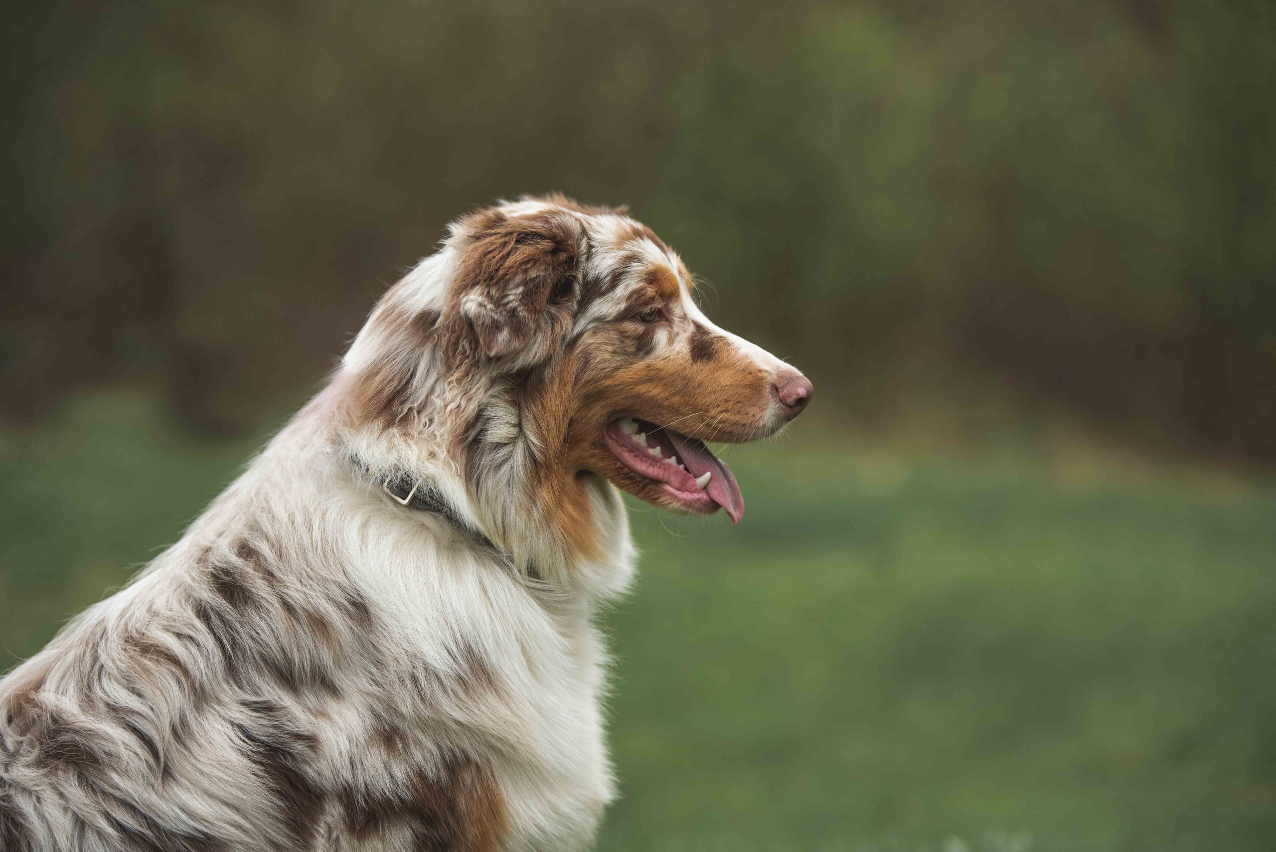 Австралийская овчарка. Семейный фотограф в Санкт-Петербурге Ирина Мороз