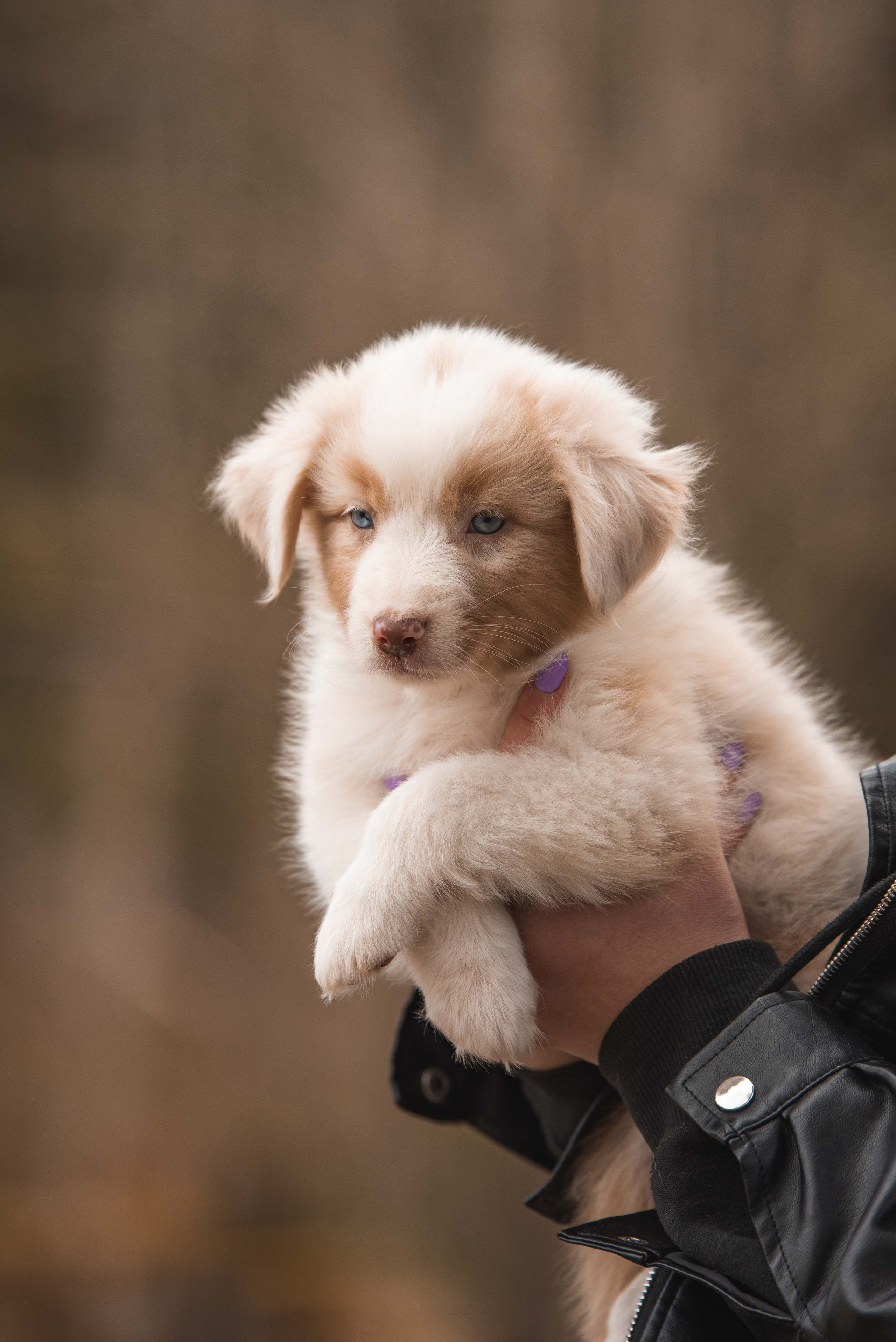 Австралийская овчарка. Семейный фотограф в Санкт-Петербурге Ирина Мороз