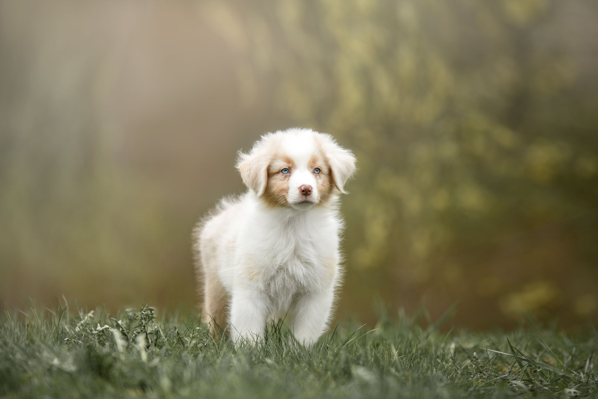 Австралийская овчарка. Семейный фотограф в Санкт-Петербурге Ирина Мороз